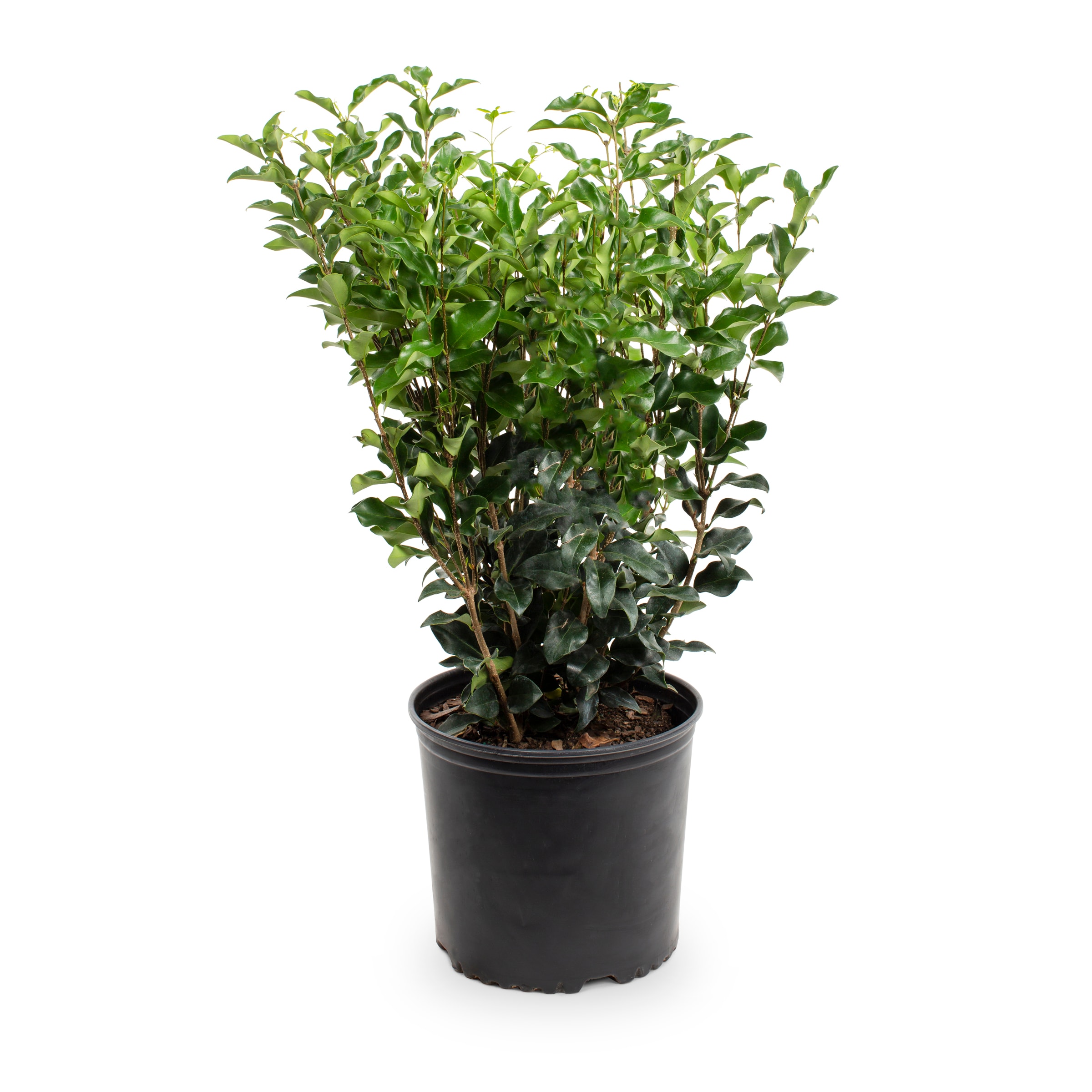 Lowe's Ligustrum Shrub in 3.58-Gallon in the Shrubs department at Lowes.com