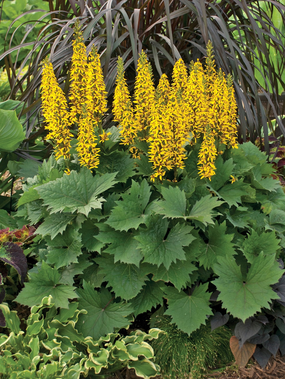 2 Quart In Pot Ligularia In The Perennials Department At Lowes Com