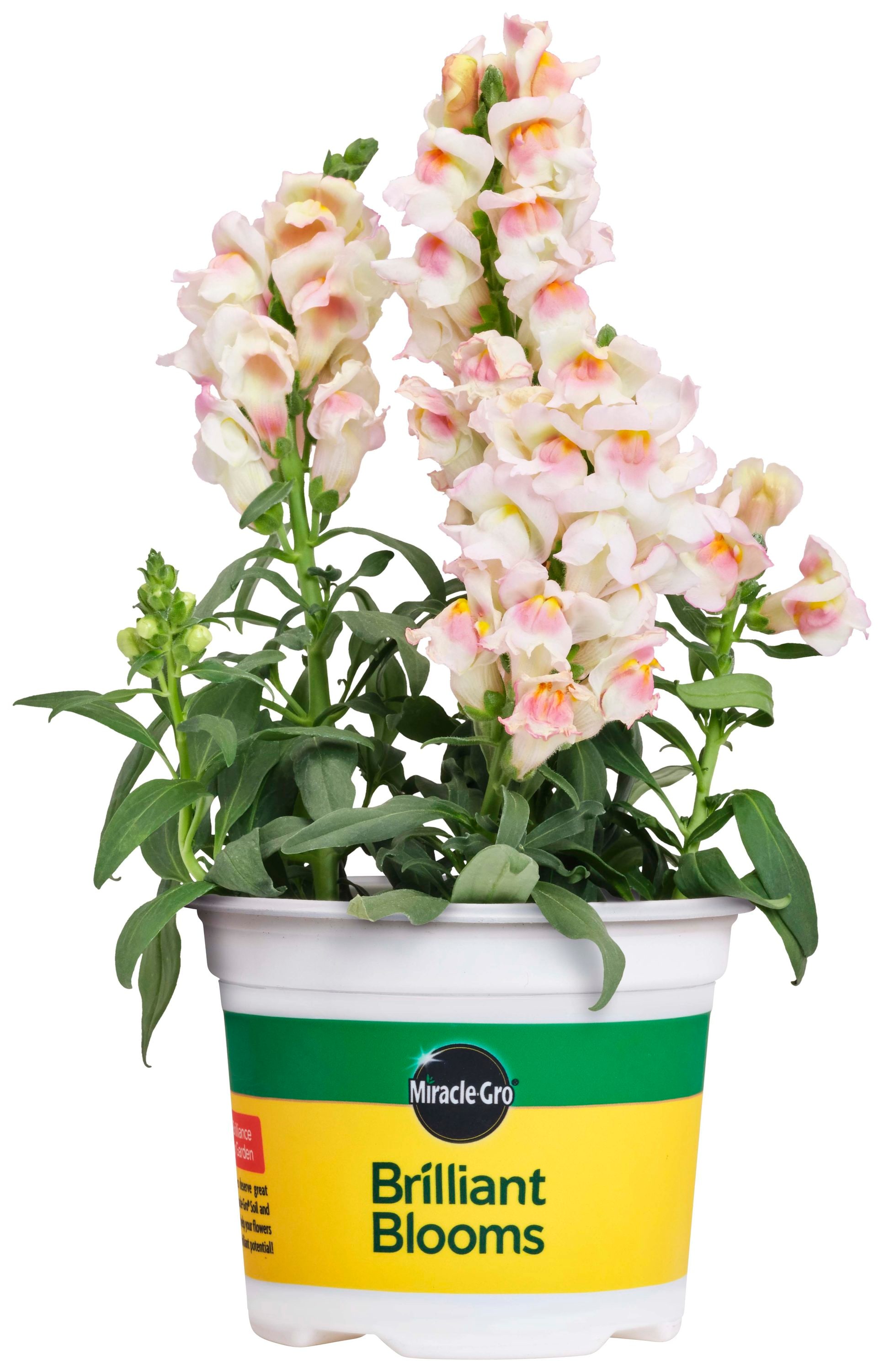 Snapdragons deals in pots