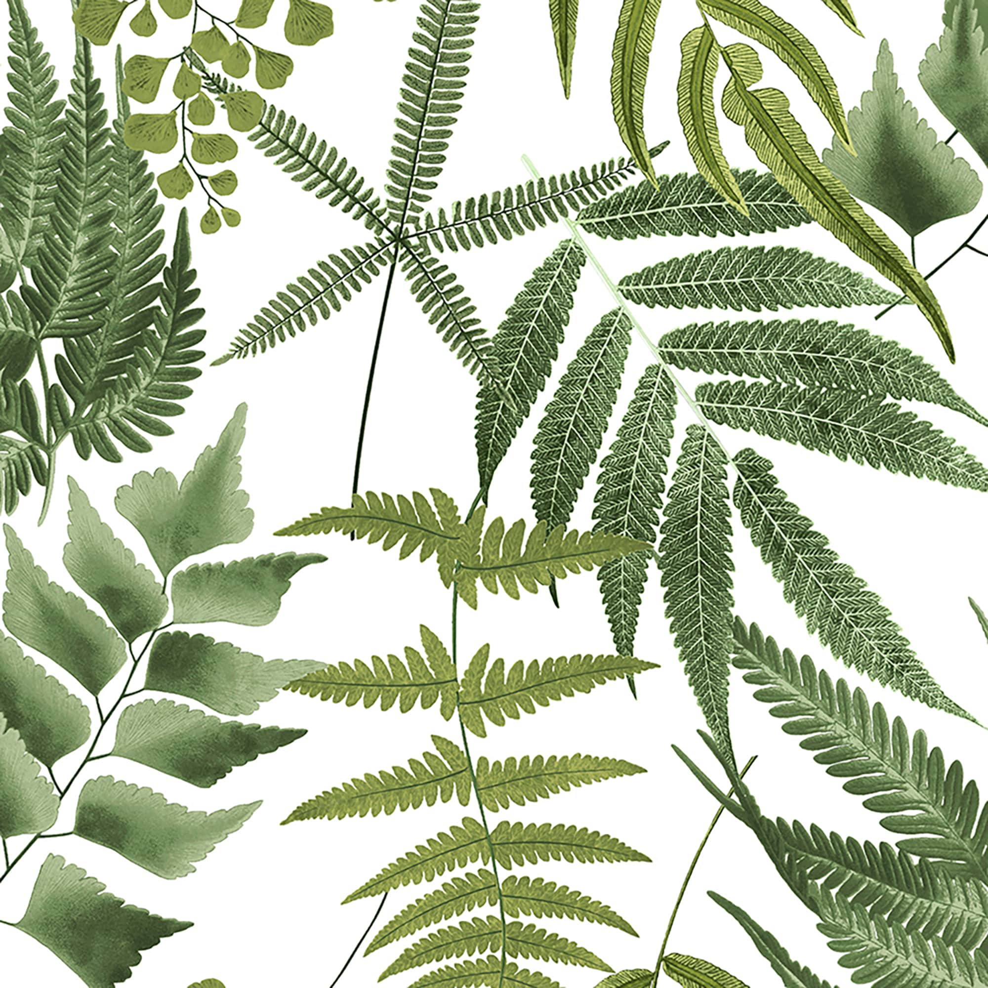Graham & Brown 10788094 Graham Brown 20.5-in White and Green Non-woven Floral 56-sq ft Unpasted Paste the wall Wallpaper Sample