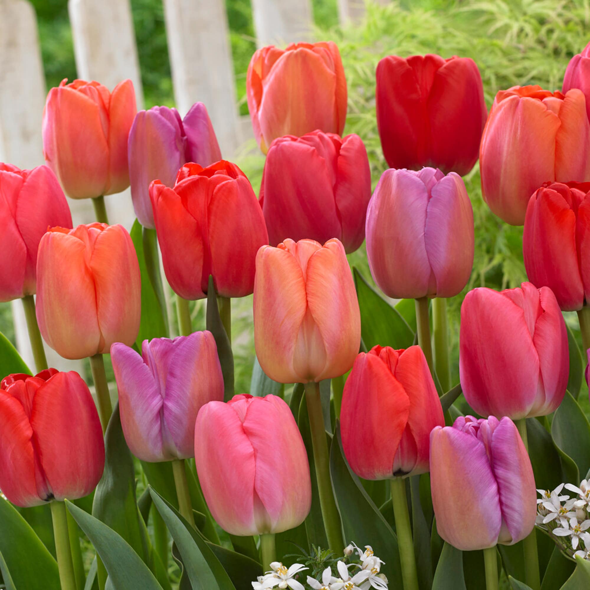 Pride Mix Darwin Hybrid Tulip Part sun Plants, Bulbs & Seeds at Lowes.com