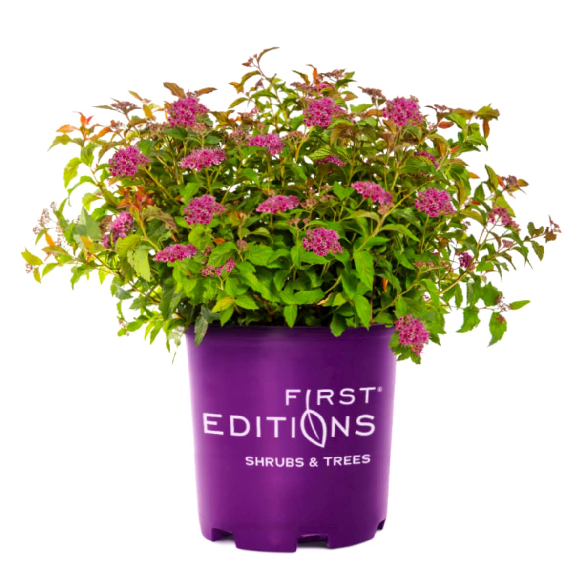 First Editions O85252F Superstar Spirea Flowering Shrub in 2 -Gallon Pot 1 -Pack