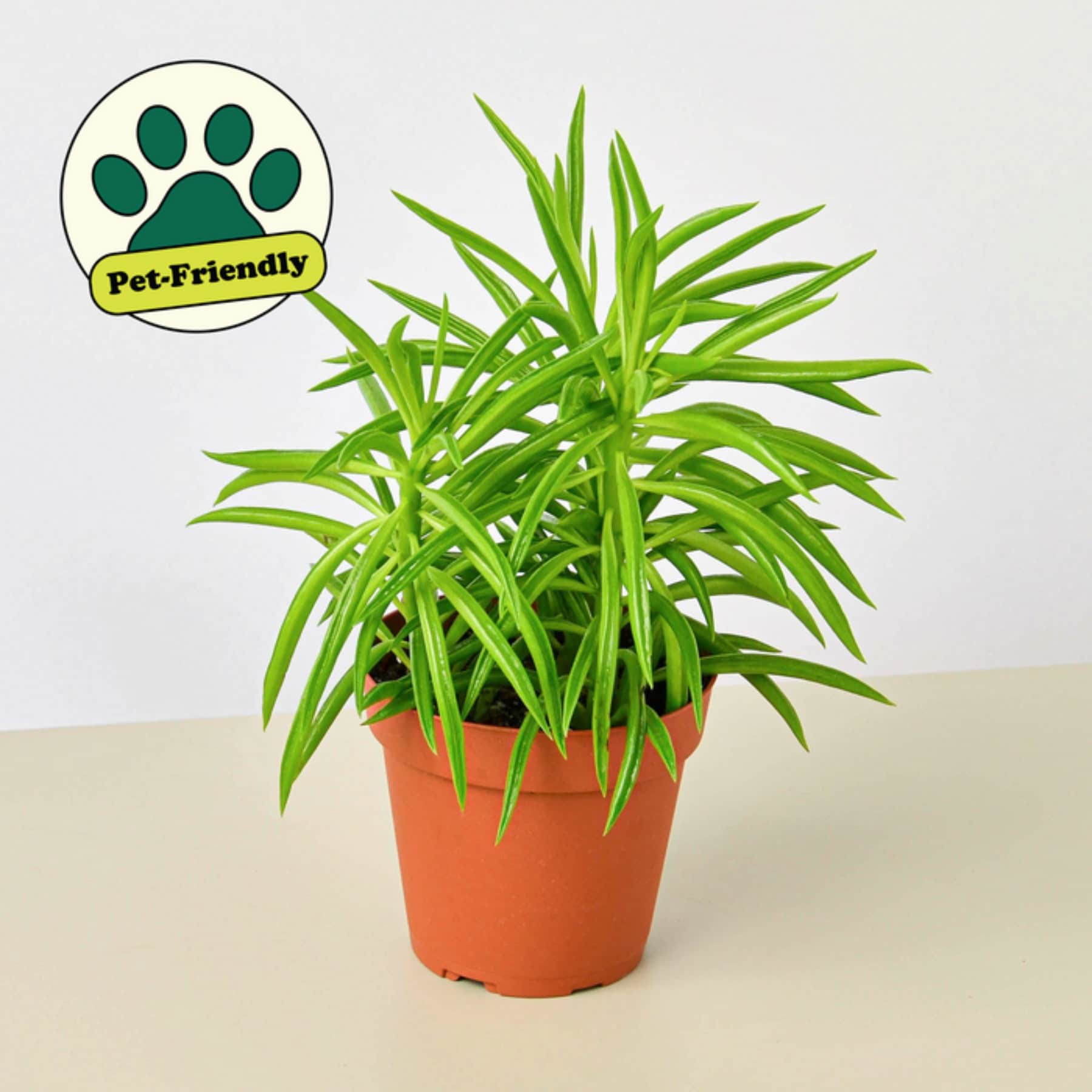 House Plant Shop 6-PEPEROMIA-GREENBE Green Bean, Pincushion Peperomia House Plant in 1-Pack Pot