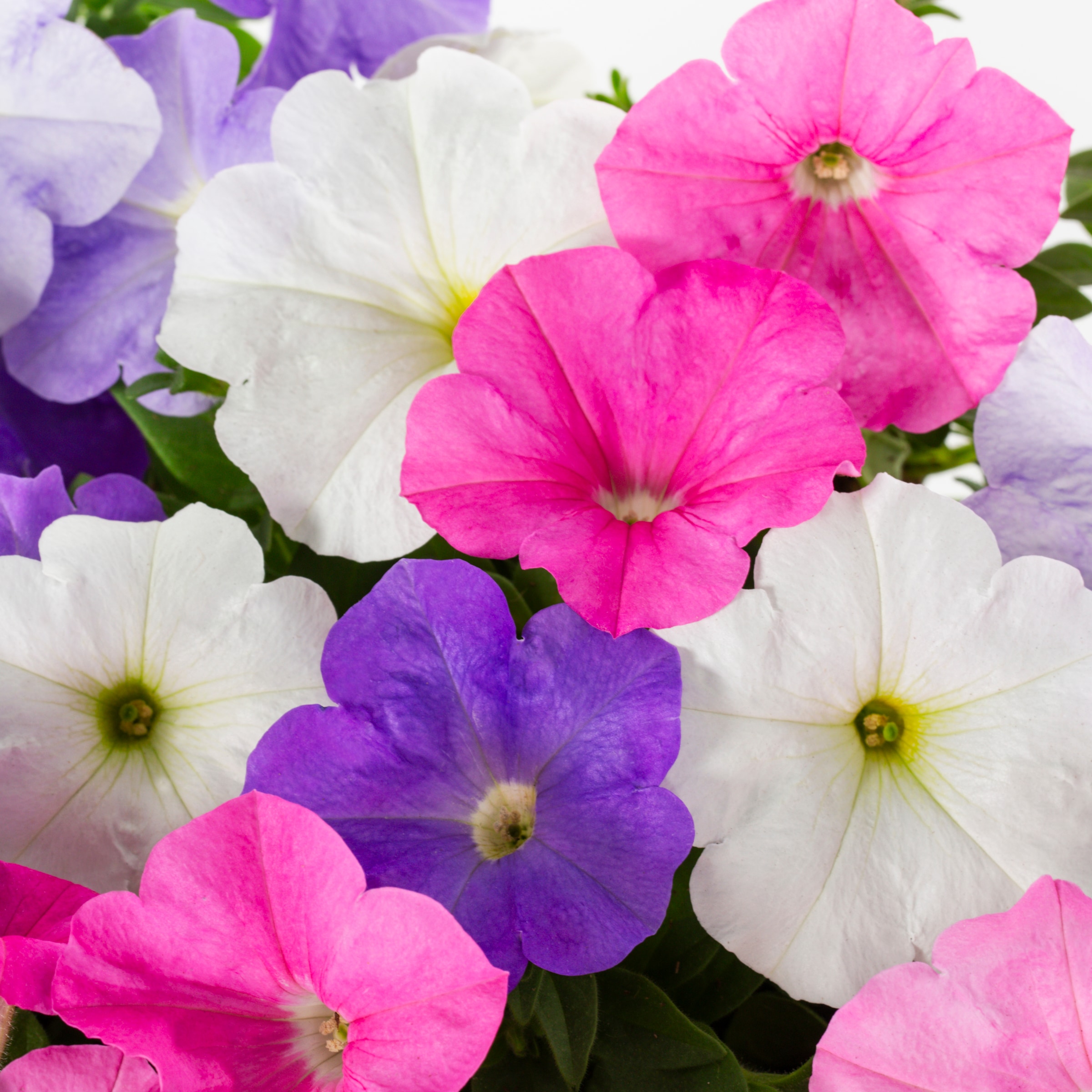 Lowe's NURSERY annuals - View #4