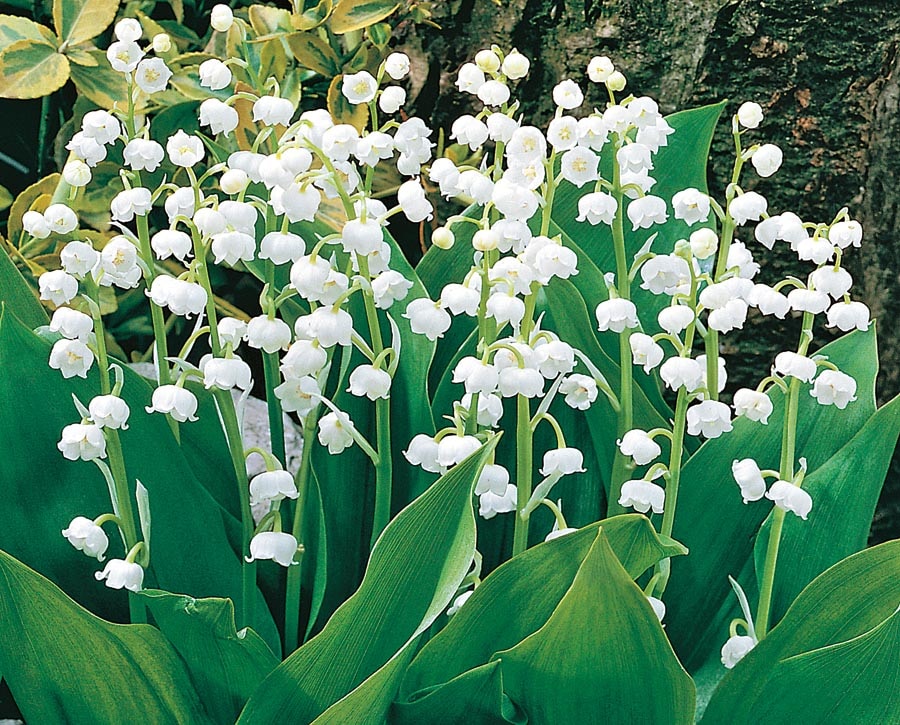 Lowe's White Lily Of The Valley in 1-Quart Pot in the Perennials department  at