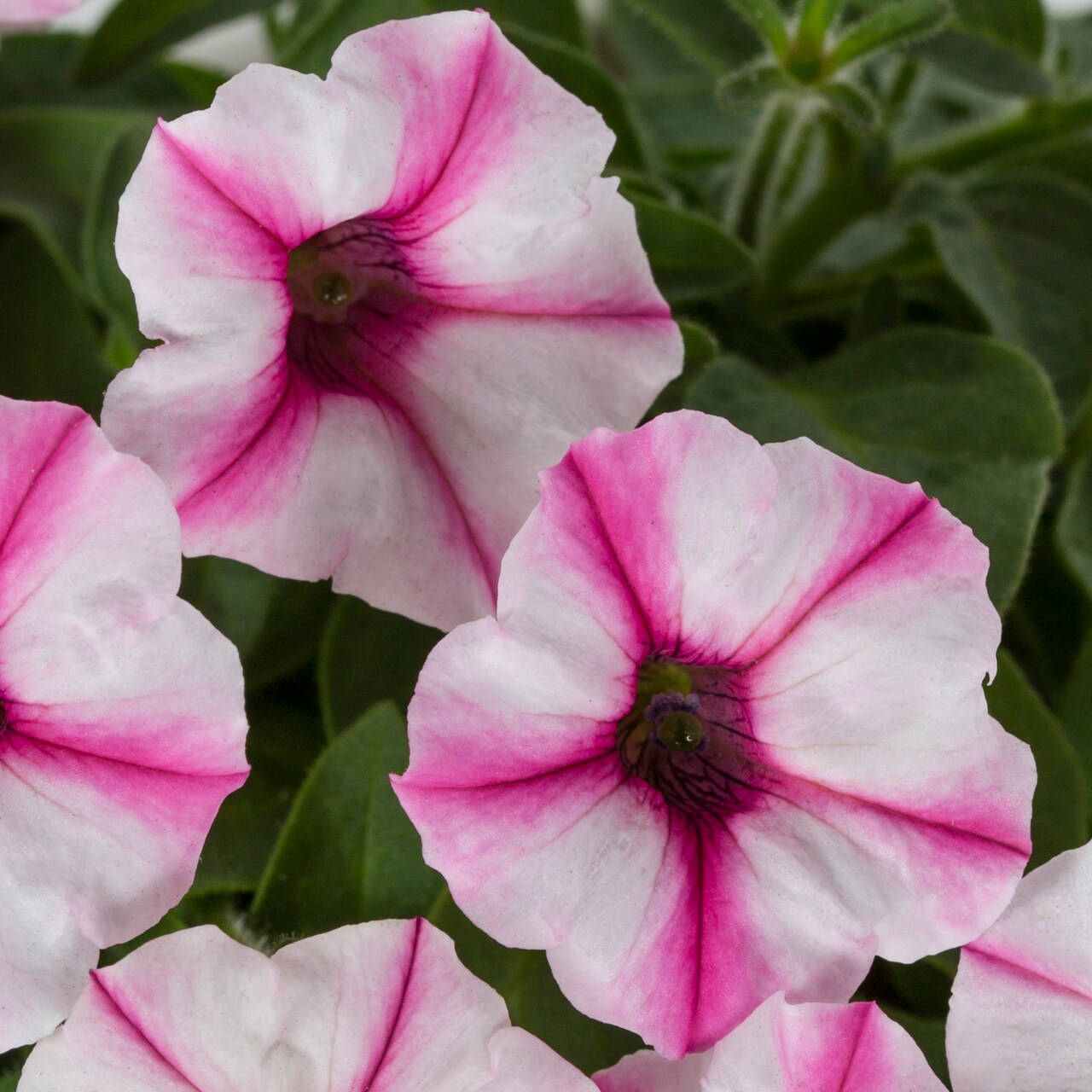 Proven Winners 4791 annuals - View #2
