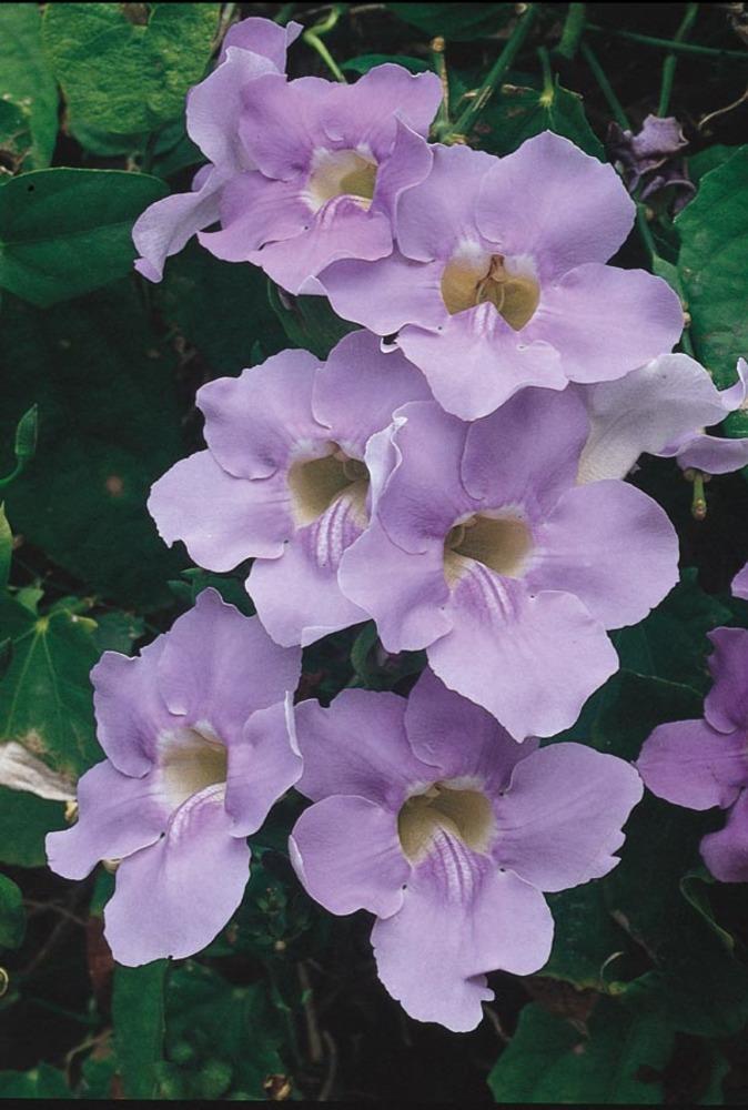  NURSERY Blue Sky Vine in 2.25-Gallon (s) Pot