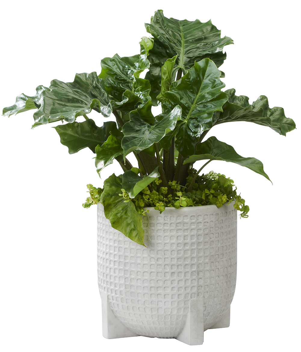 Origin 21 PC9171OW Planter-Window-Box - View #7