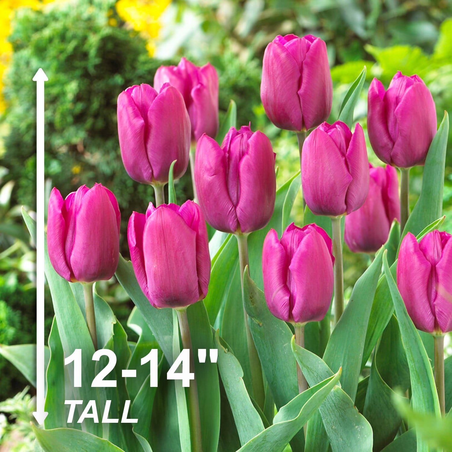 Garden State Bulb ECF-58-50-02 Plant-Bulbs - View #3