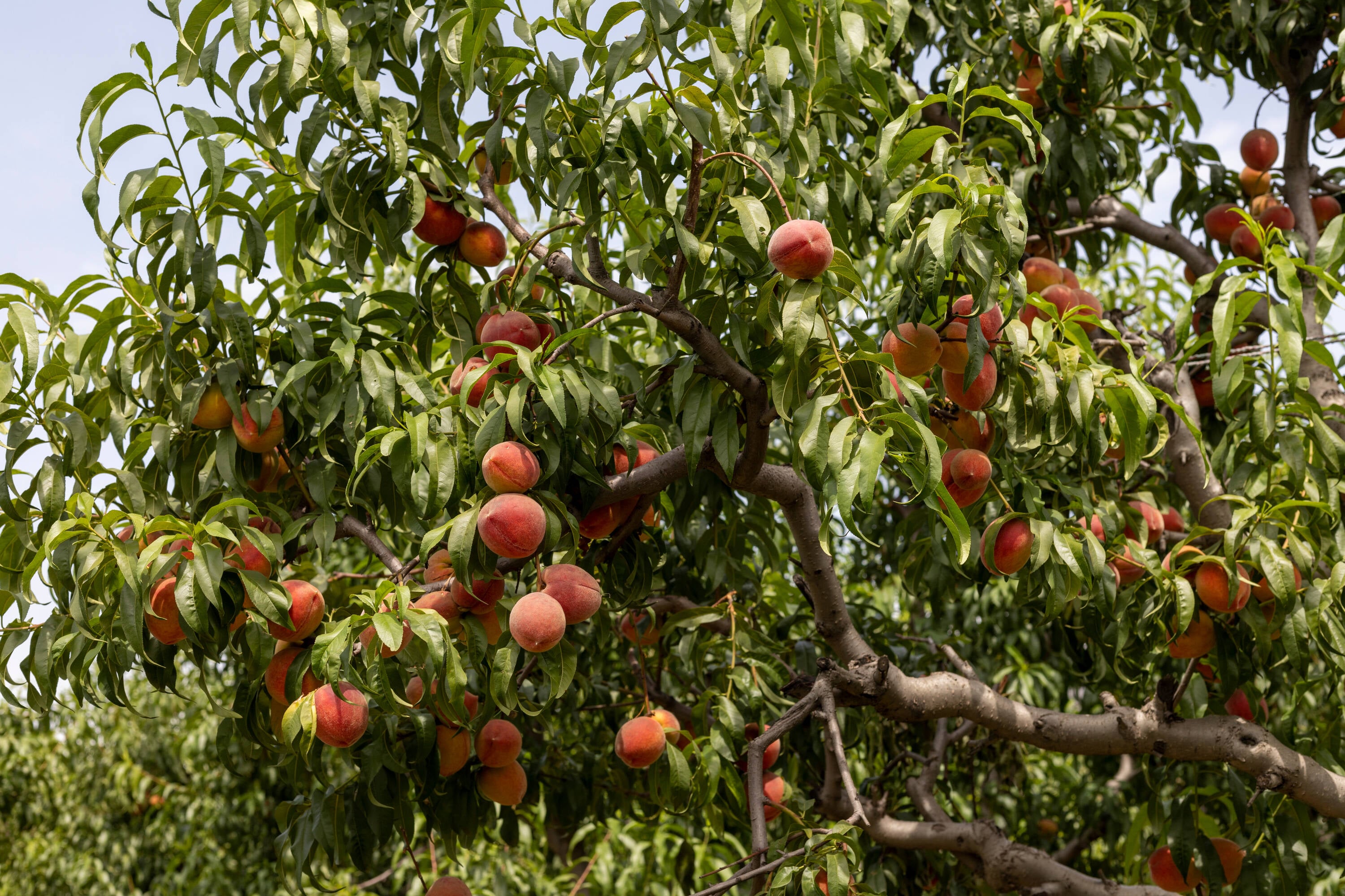  NURSERY Fruit-Plants - View #2