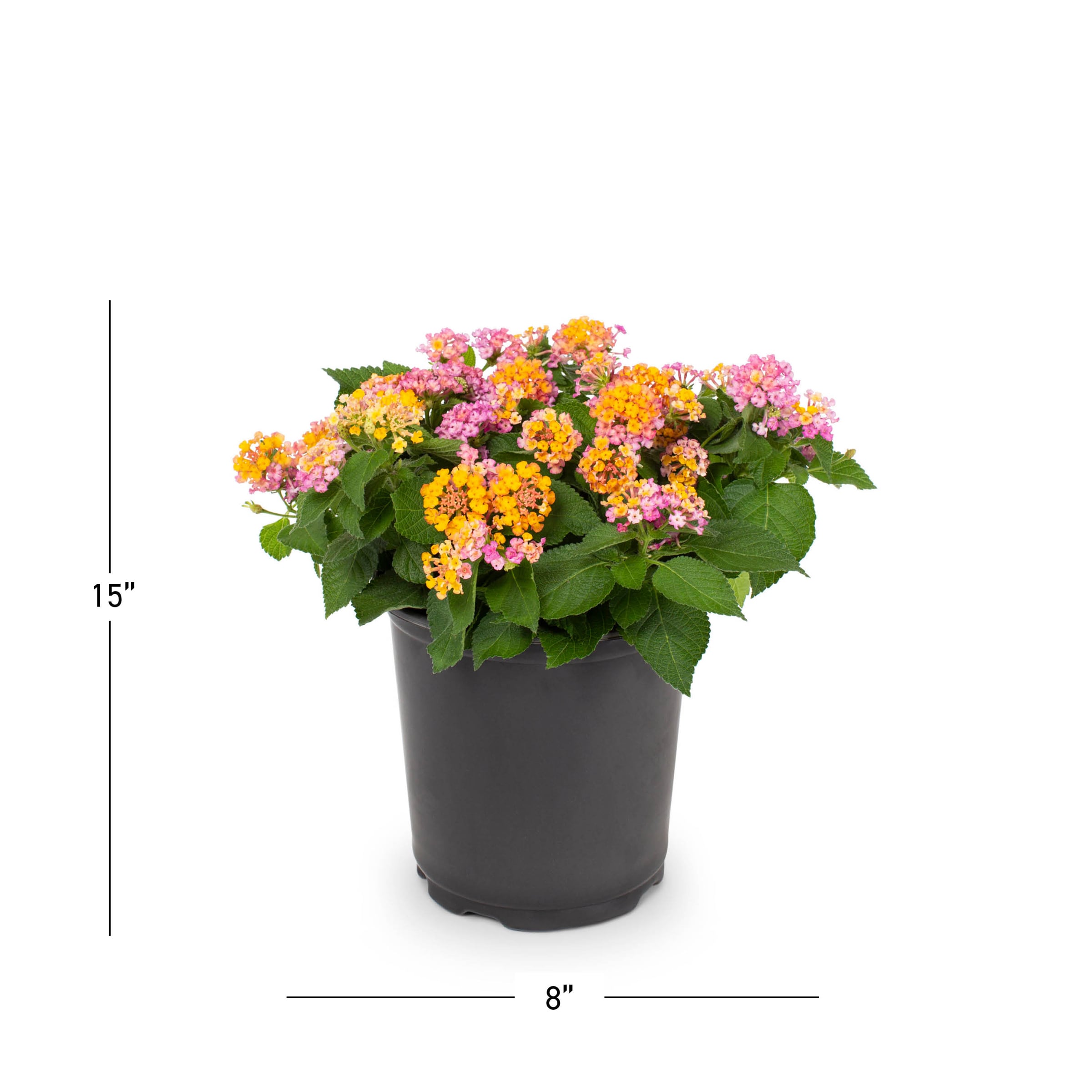 Metrolina Greenhouses 5178 annuals - View #3