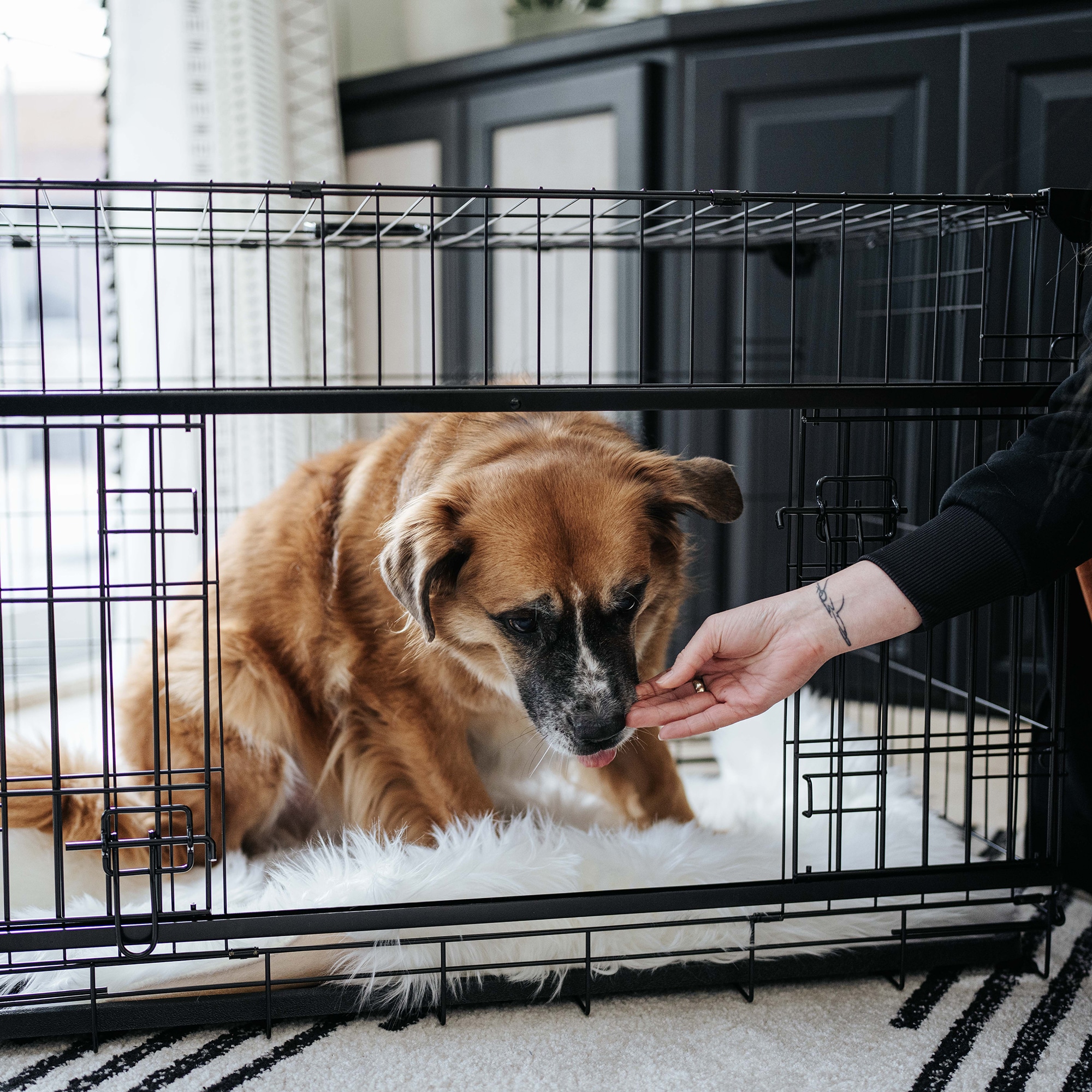 Lucky Dog ZW 51536 Pet-Crates-Carriers - View #12