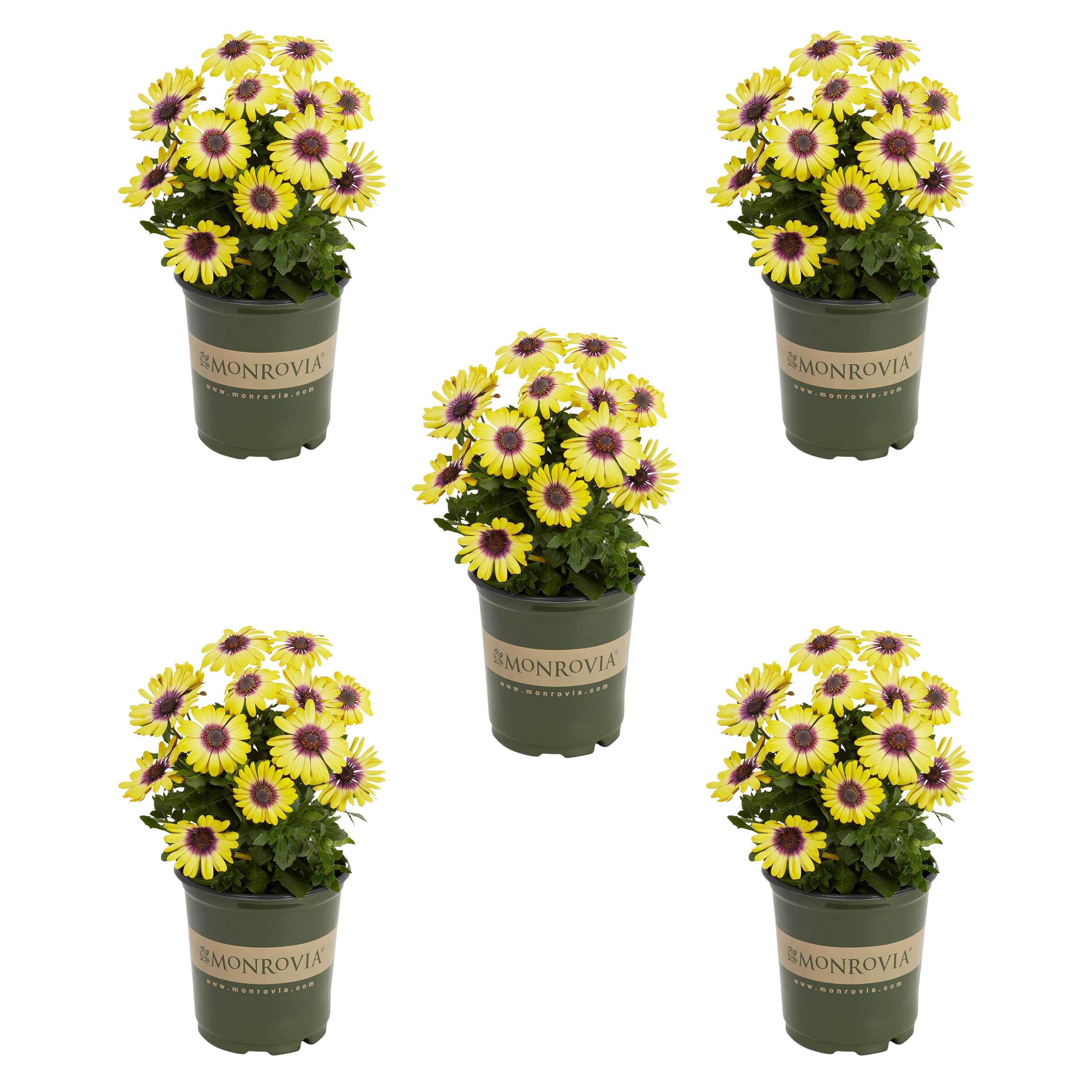 Monrovia 4832 Yellow African Daisy in 1.5 Pint Pot 5 -Pack