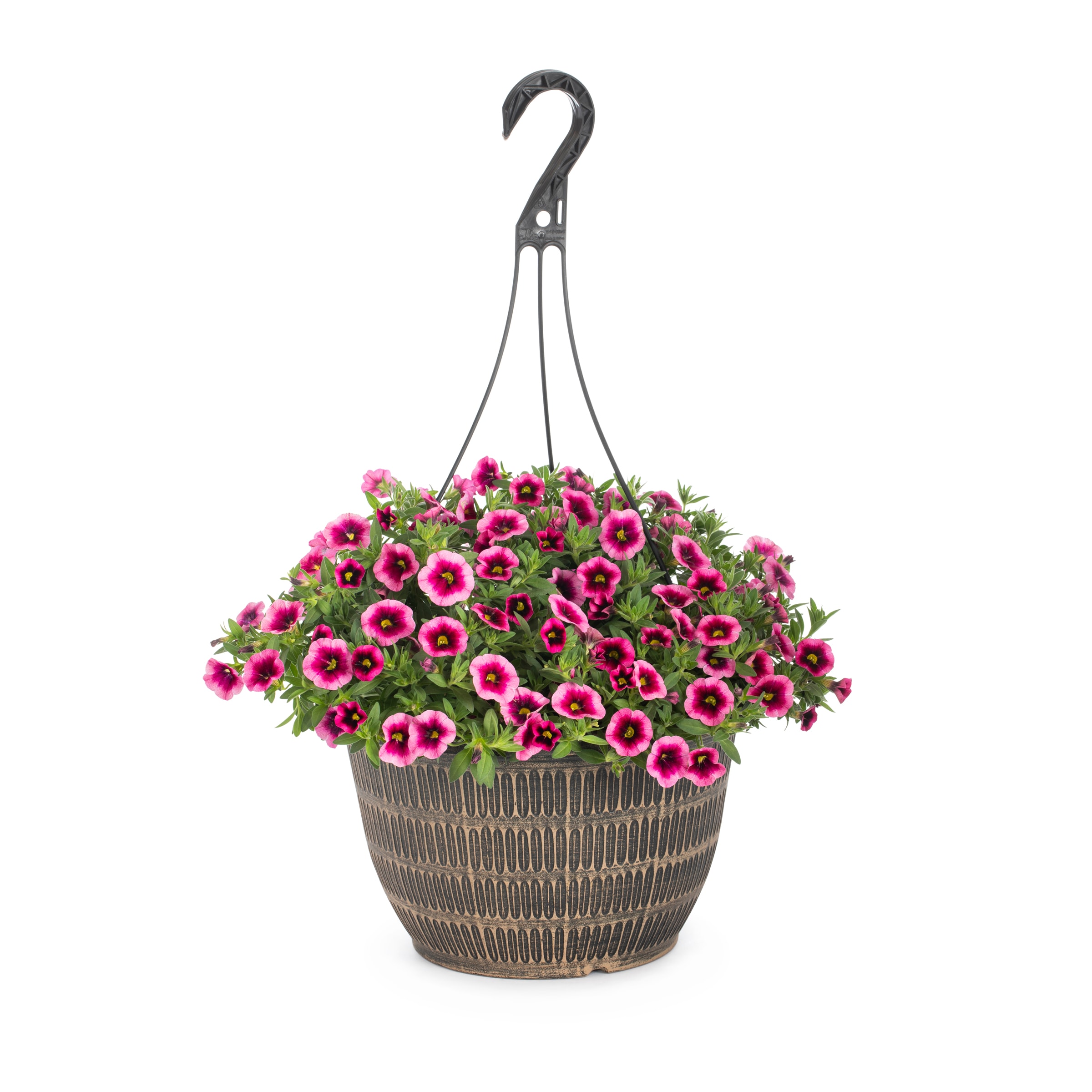 Lowe's Multicolor Calibrachoa In 2-gallon Hanging Basket In The Annuals 