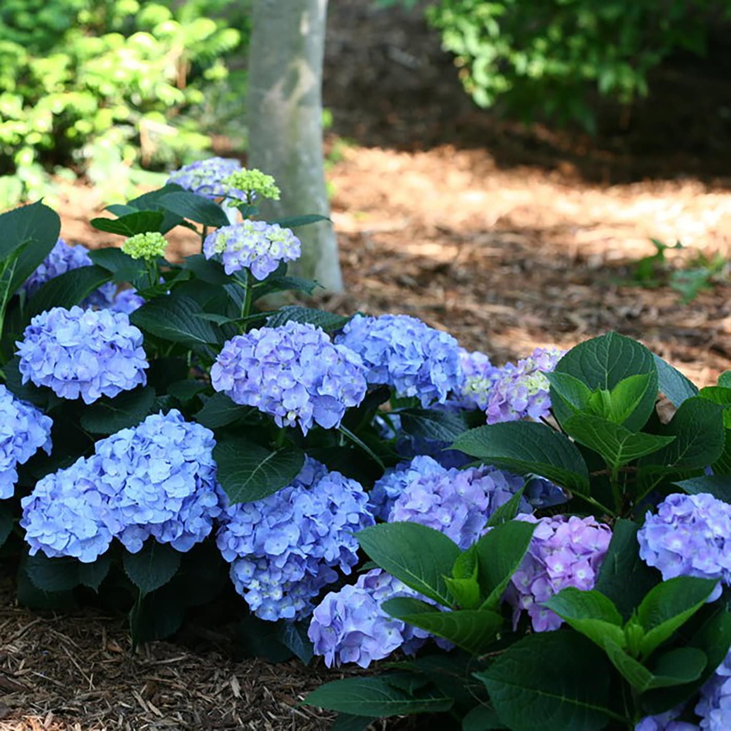 Proven Winners Let's Dance Blue Jangles Reblooming Hydrangea Flowering Shrub in 1 -Gallon Pot 1.0 -Pack with Multicolor Blooms