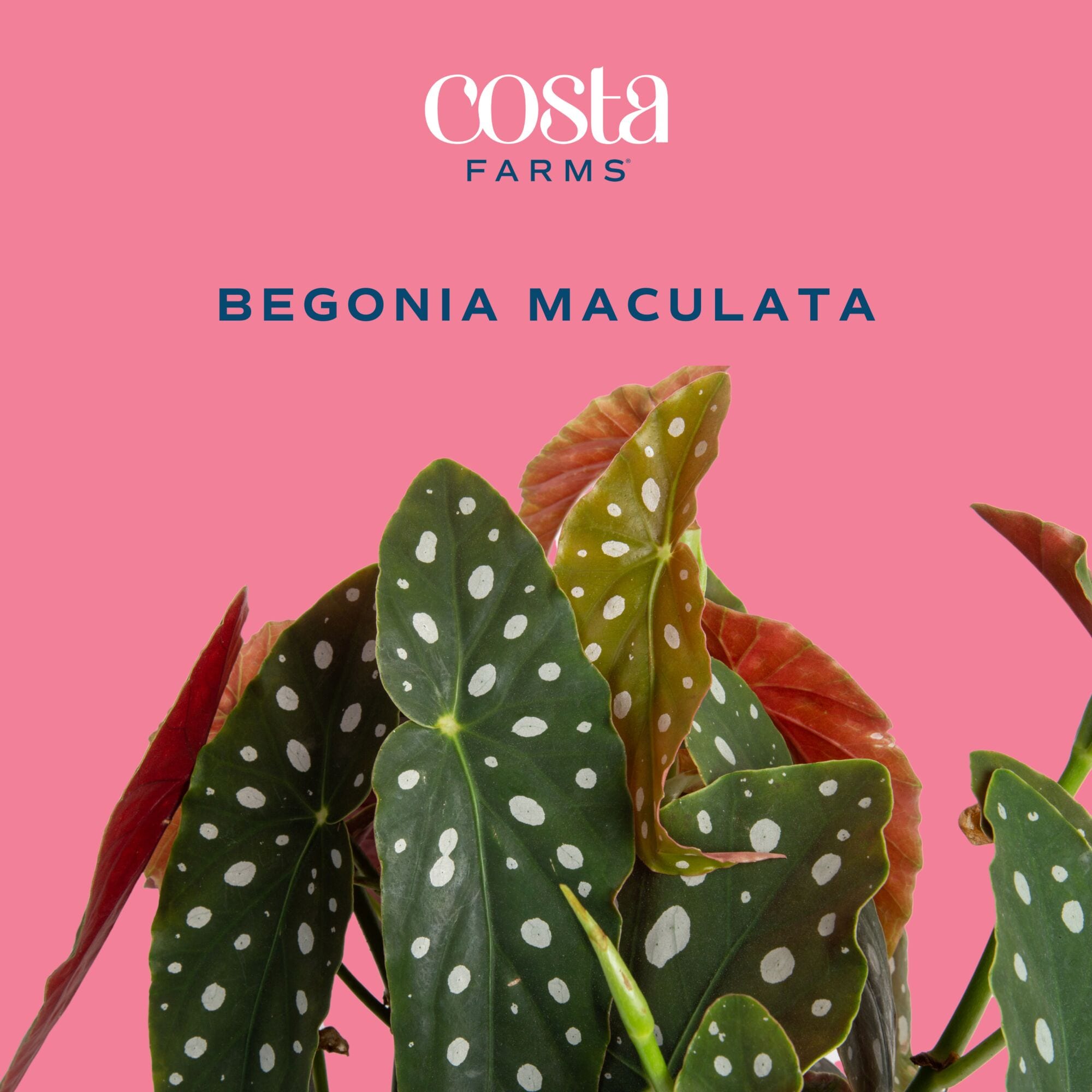 Costa Farms M-BEG-S-MWG-01-LW hseplants - View #3