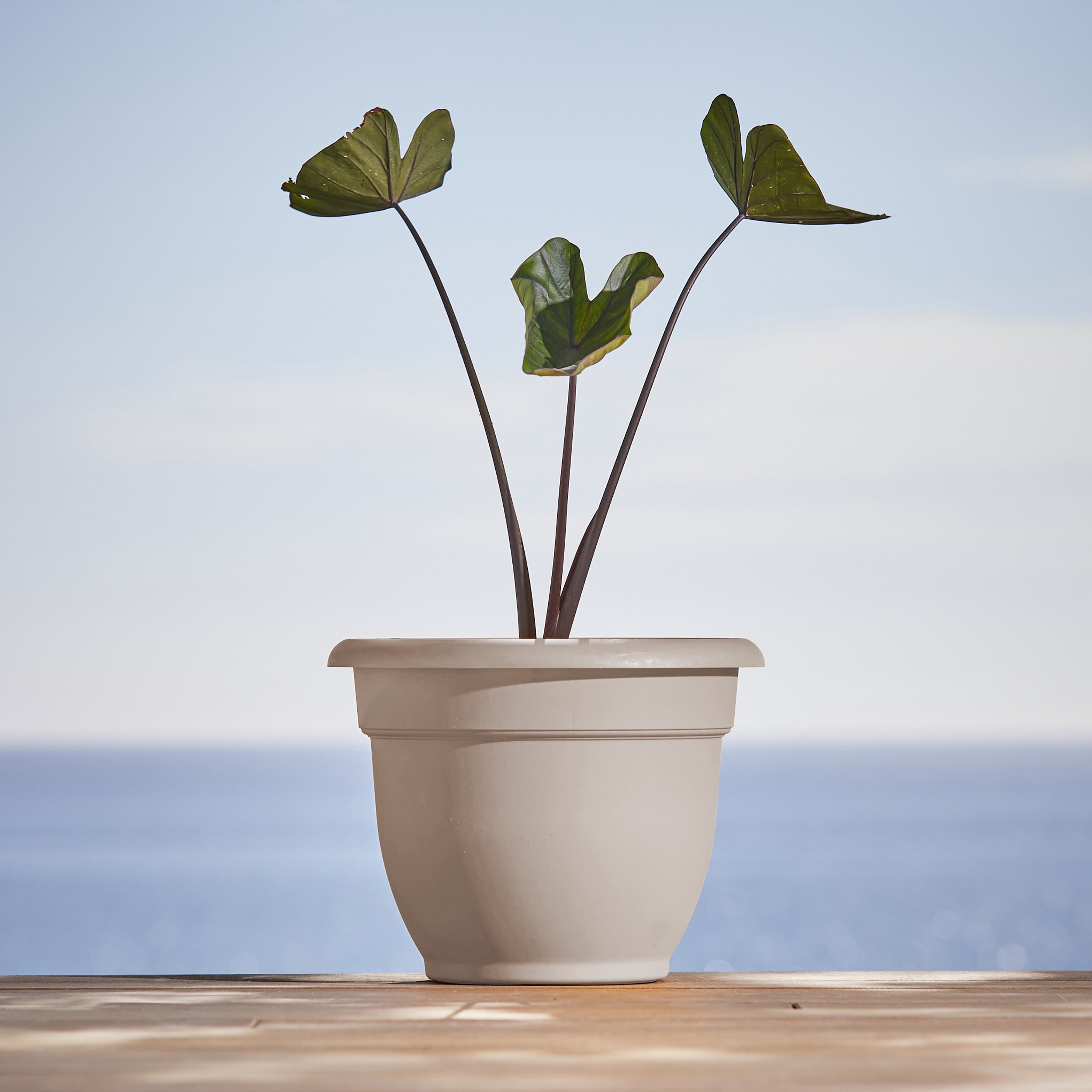 Bloem AP1083 Planter-Window-Box - View #2