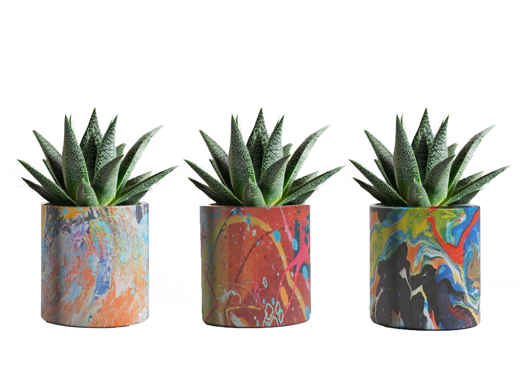 LiveTrends ASB00451 SUCCULENT PSYCHEDELIC House plant in 12 Ounce(s) Pot 1.0 -Pack