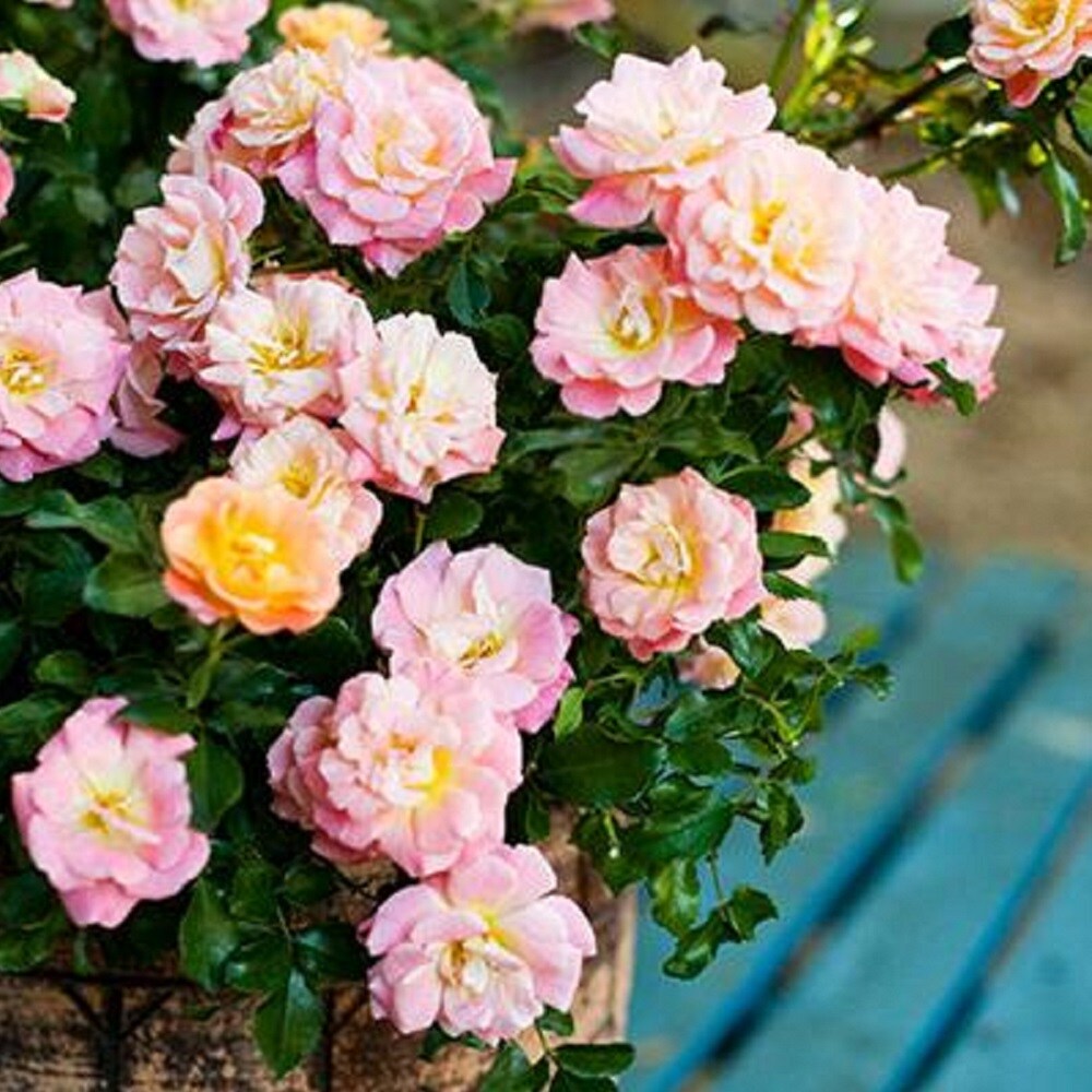 Drift Roses 62411-2 shrubs - View #2