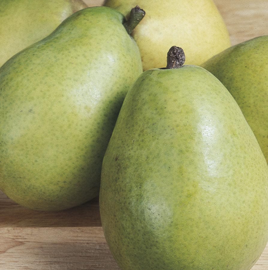  NURSERY D'anjou Ultra-dwarf Pear Tree