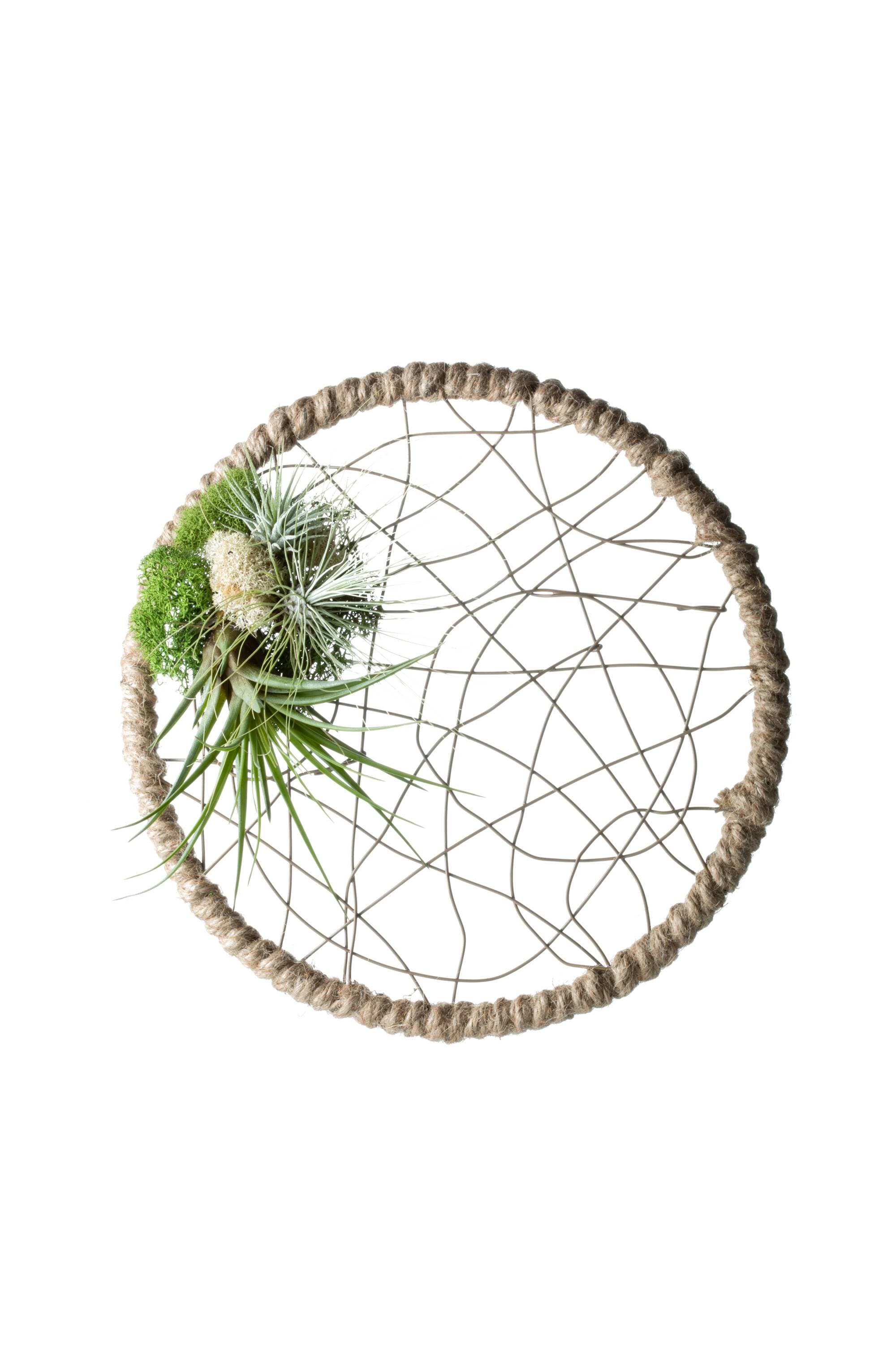 LiveTrends ASB00066 DAYDREAM House plant in 1 Pack Terrarium 1.0 -Pack
