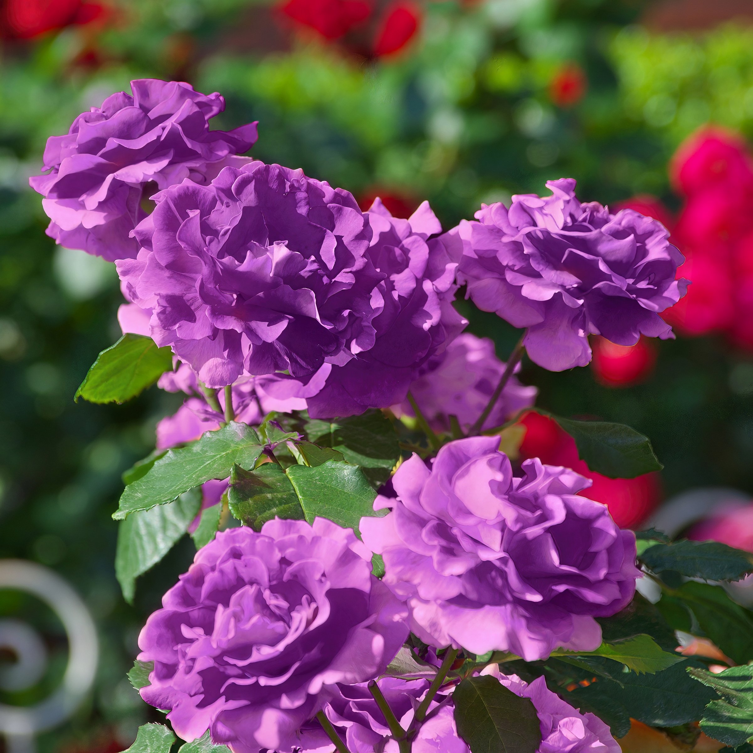 National Plant Network LW5023 roses - View #6
