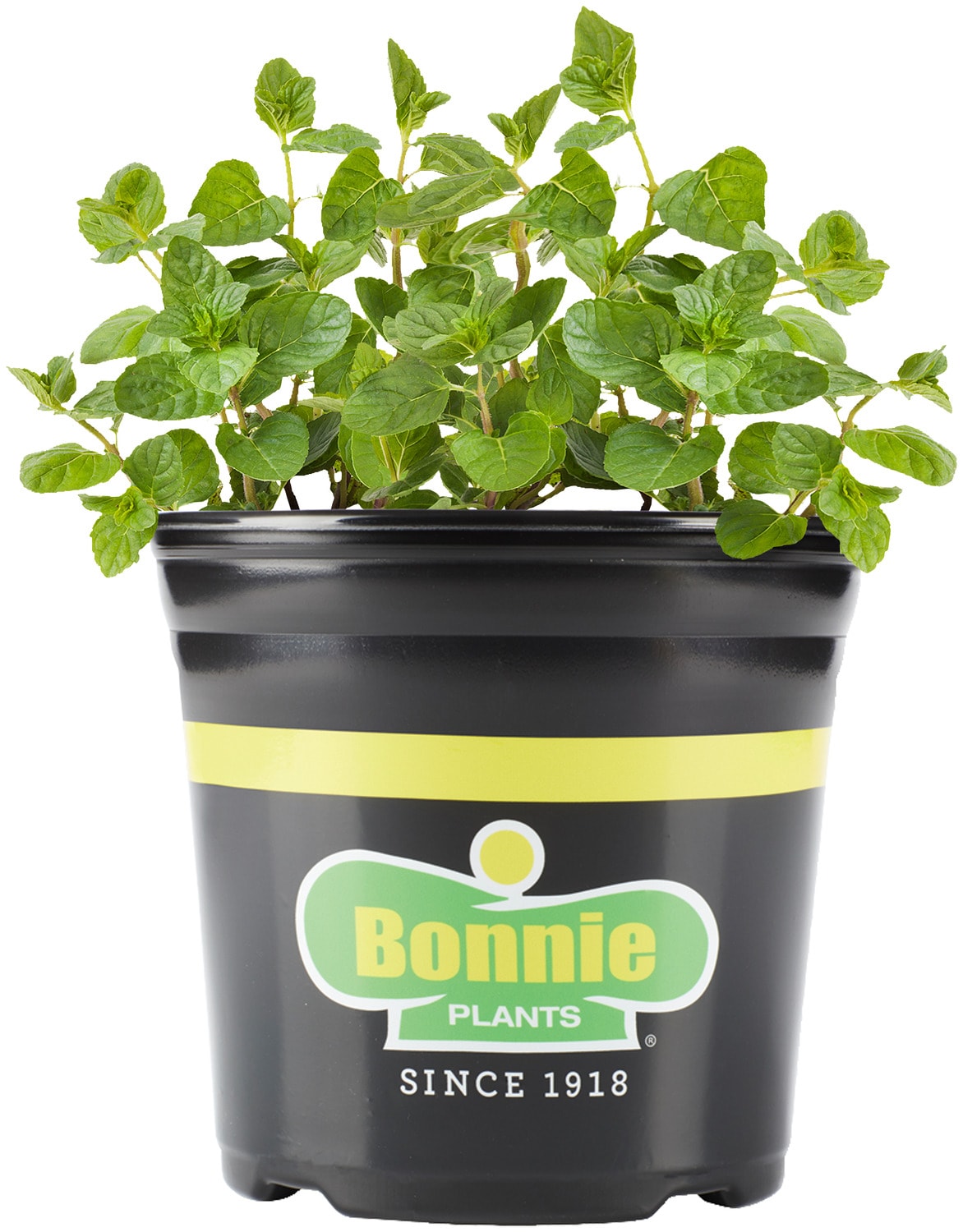 Bonnie Plants 200130 Spearmint in 2.32-Quart Pot