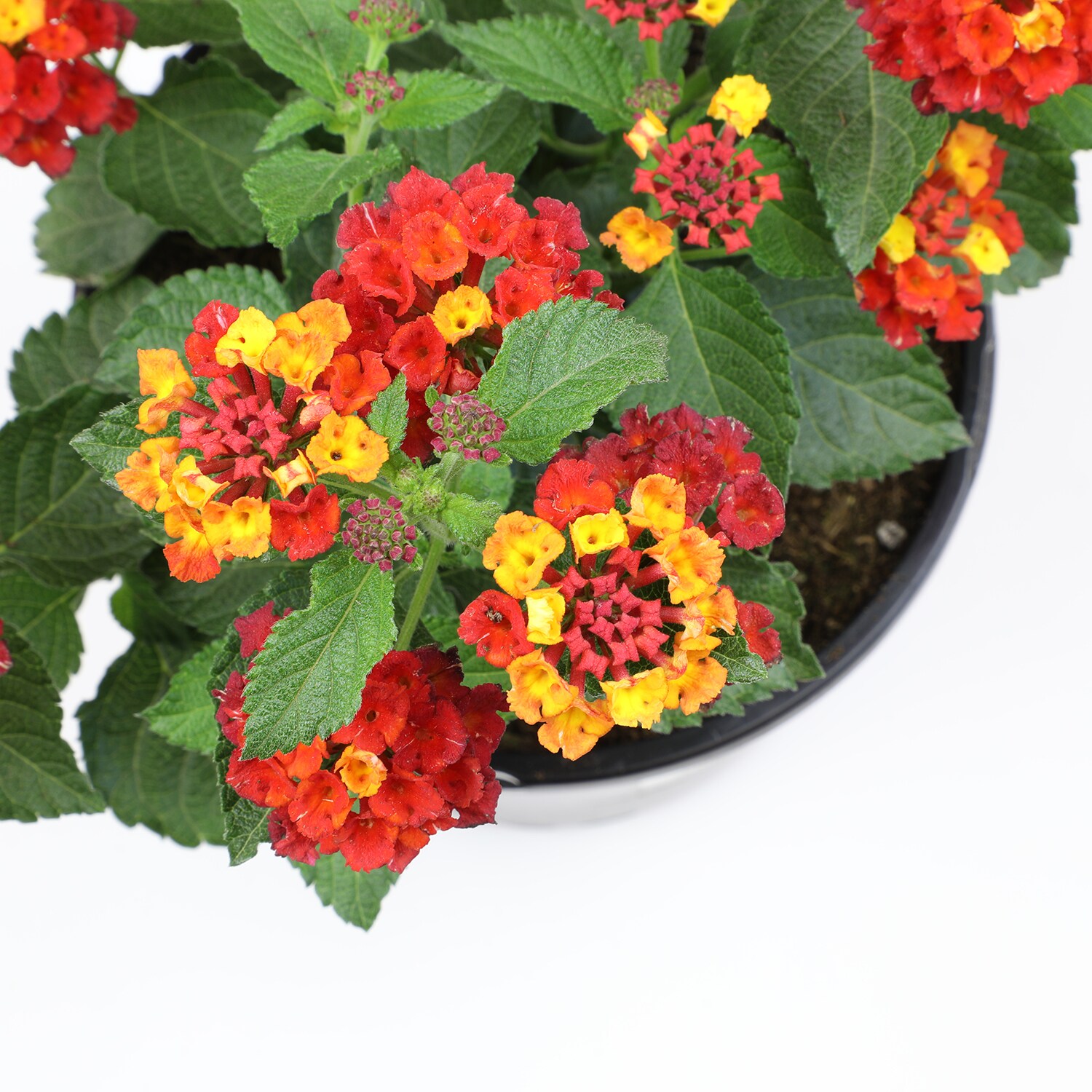 Altman Plants 0881266 annuals - View #11