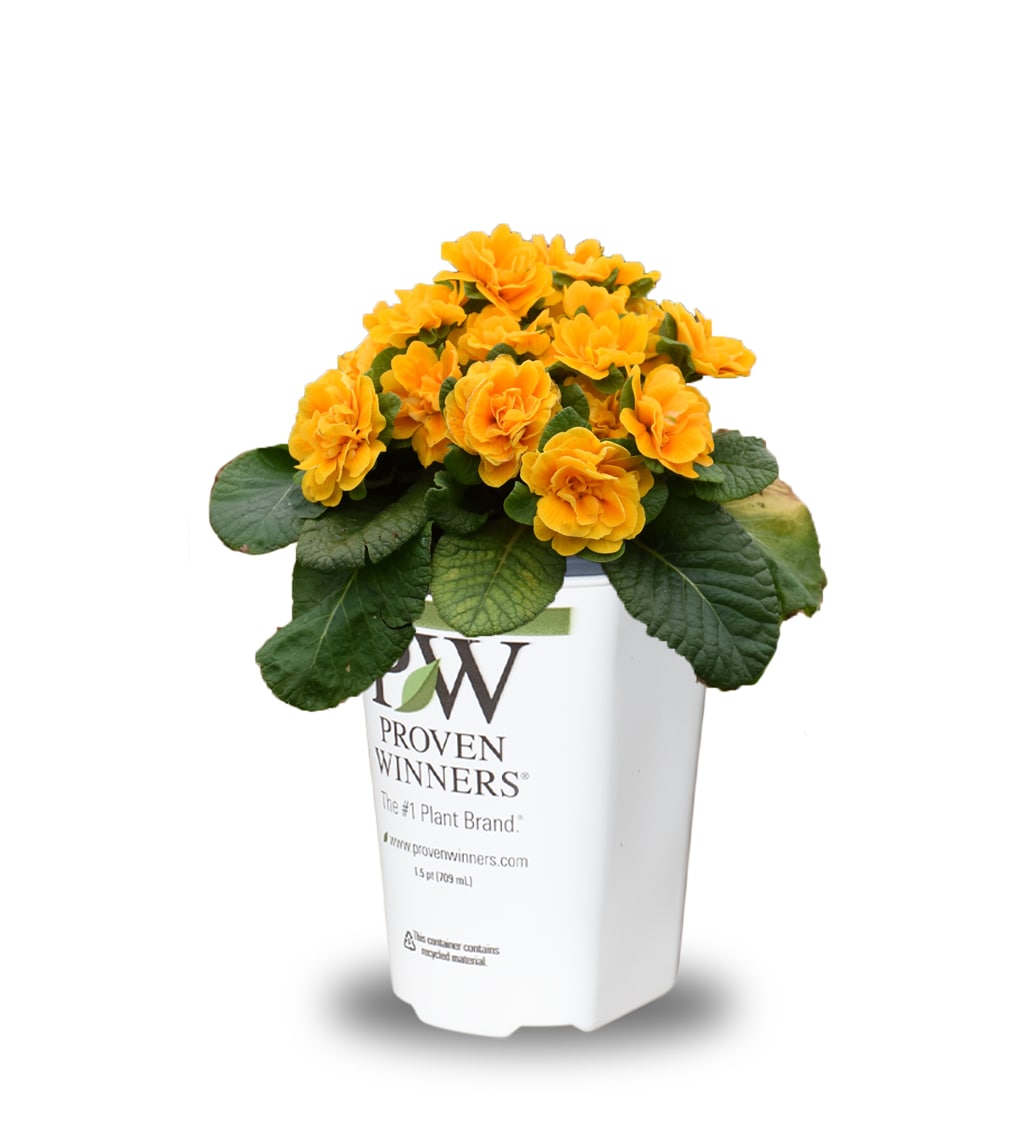 Proven Winner 272870 Yellow "Mandarin" Primrose Plant in 2 -Quart Pot 1 -Pack