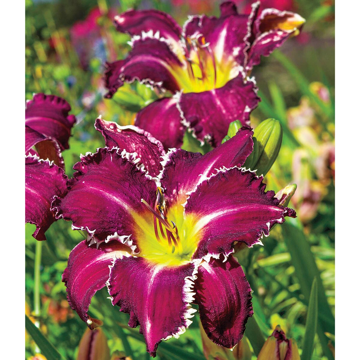 Spring Hill Nurseries 69154 perennials - View #2