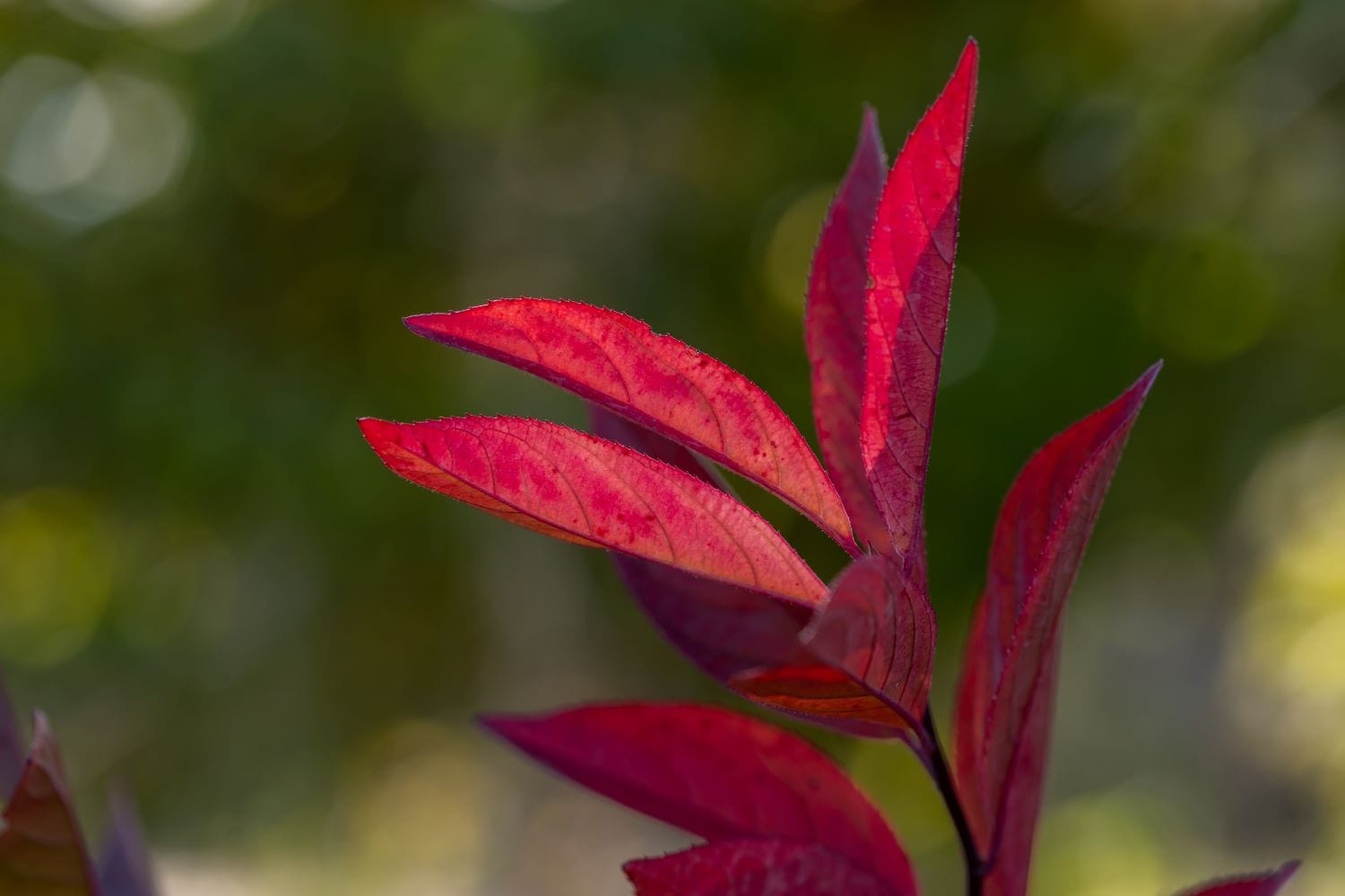  O47942F shrubs - View #3