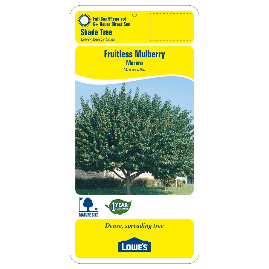 Lowe's 3.58-Gallons Green Shade Fruitless Mulberry In Pot (With Soil ...