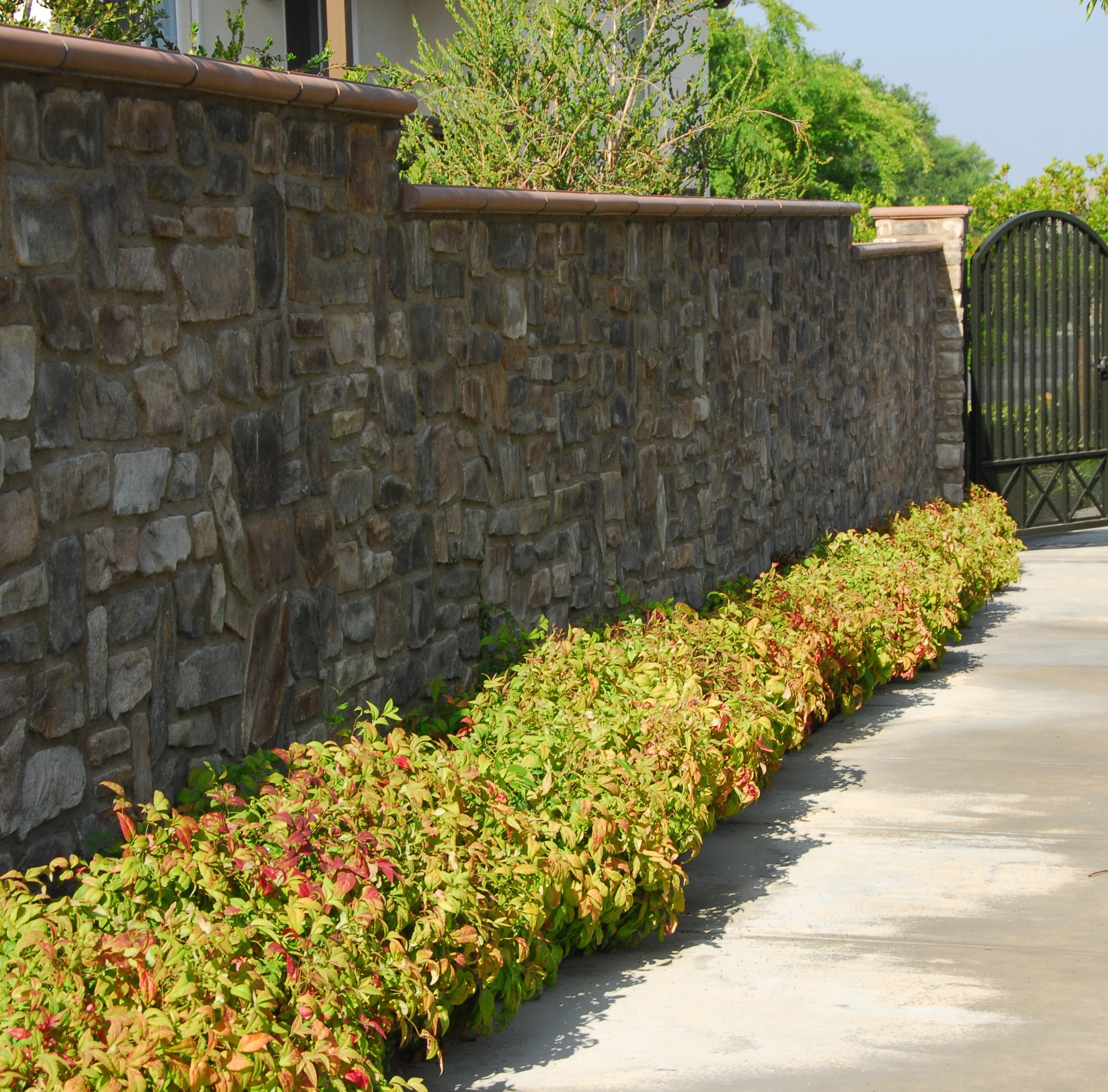 Monrovia KT10706223000200000 shrubs - View #3