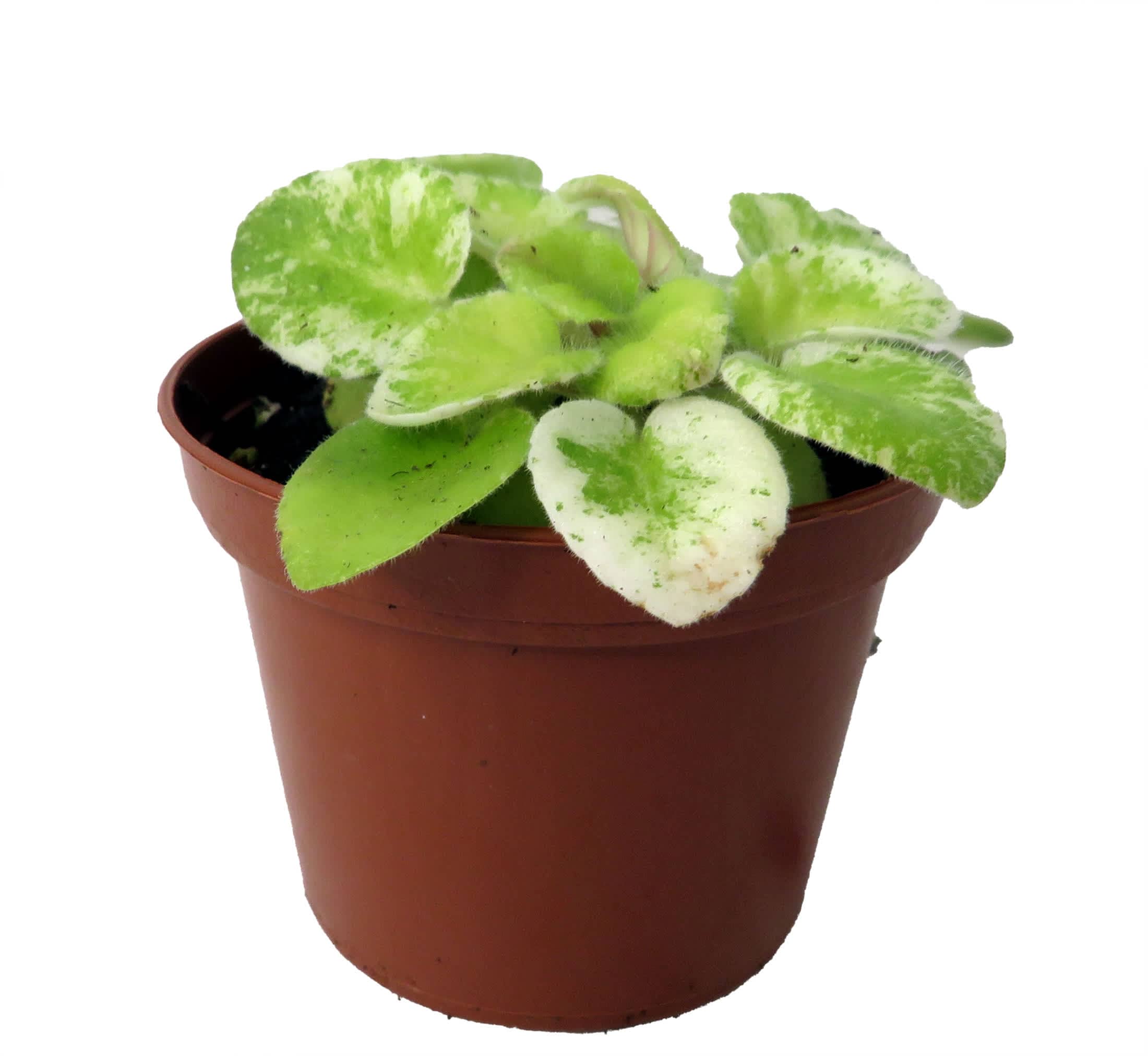 Hirt's Gardens Dark Kiss Miniature African Violet - 2 inch Pot