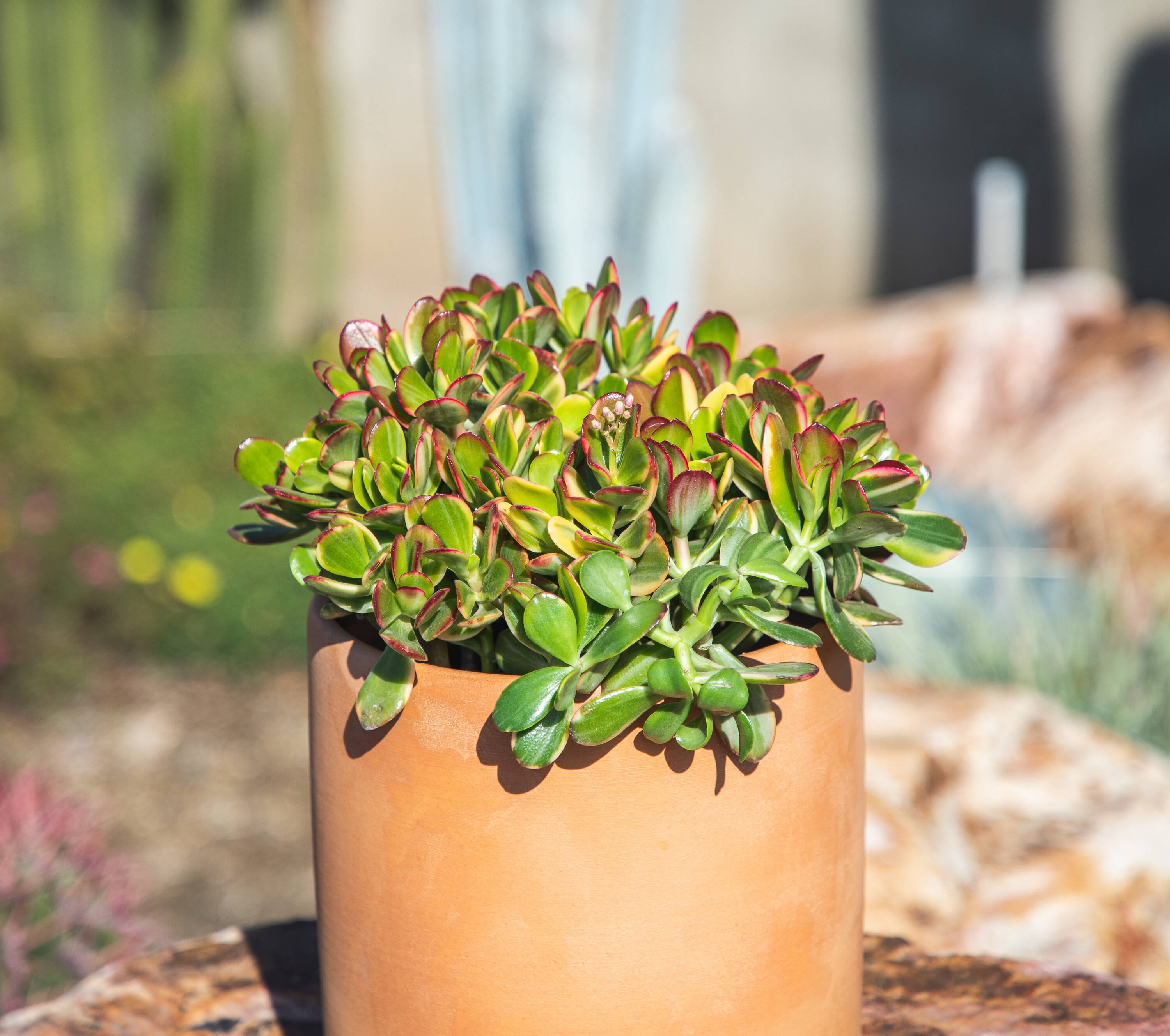 Altman Plants 0880124 Cacti-Succulents - View #7
