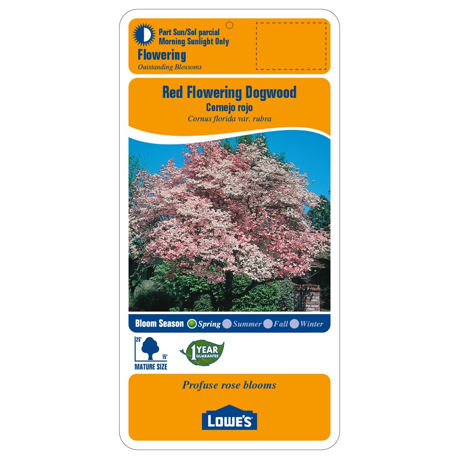 Lowe's NURSERY trees - View #2