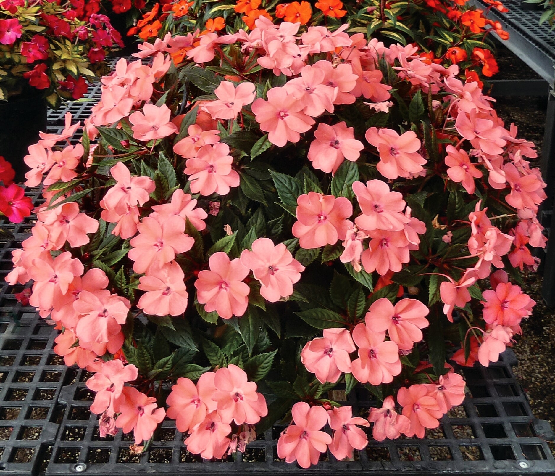 National Plant Network LW1253 annuals - View #3
