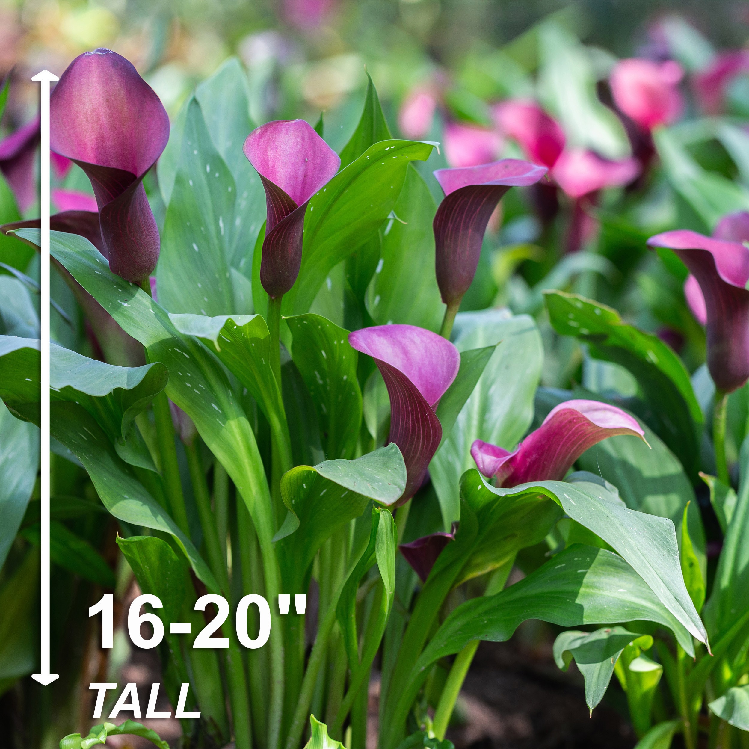 Garden State Bulb ECS-60-10-02 Plant-Bulbs - View #3