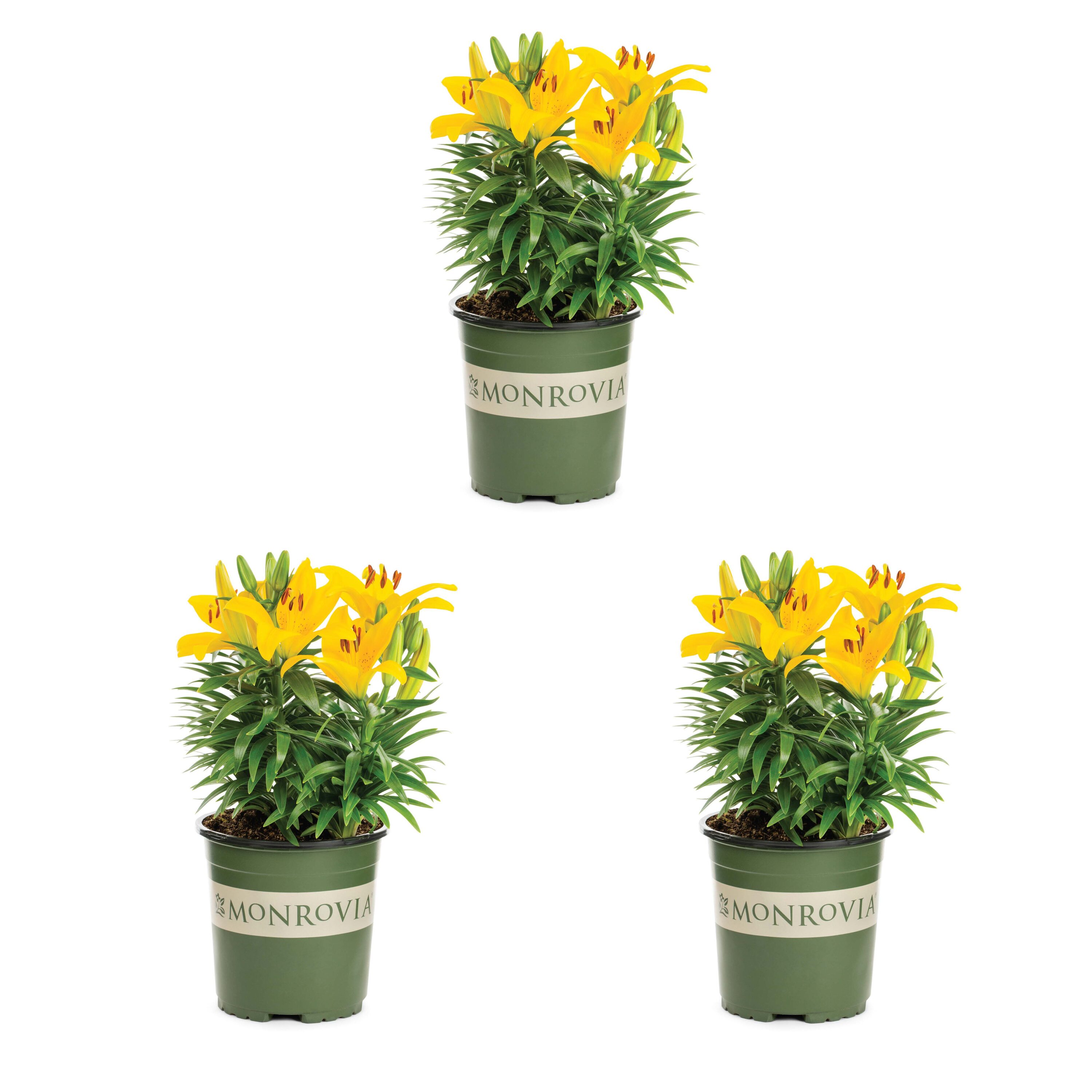 Monrovia 78673 Yellow Asiatic Lily Plant in 2 -Quart Pot 3.0 -Pack