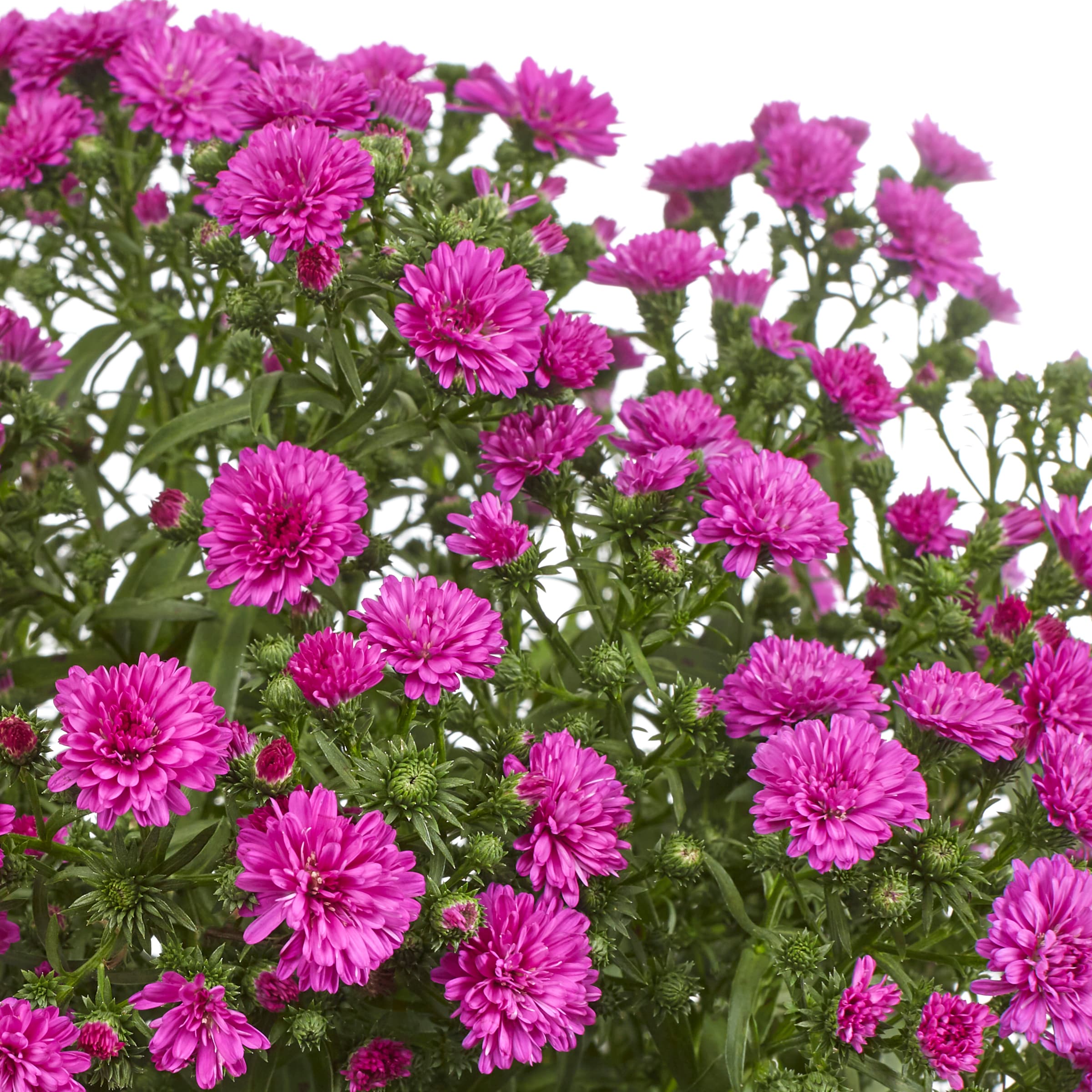 Lowe's NURSERY annuals - View #2