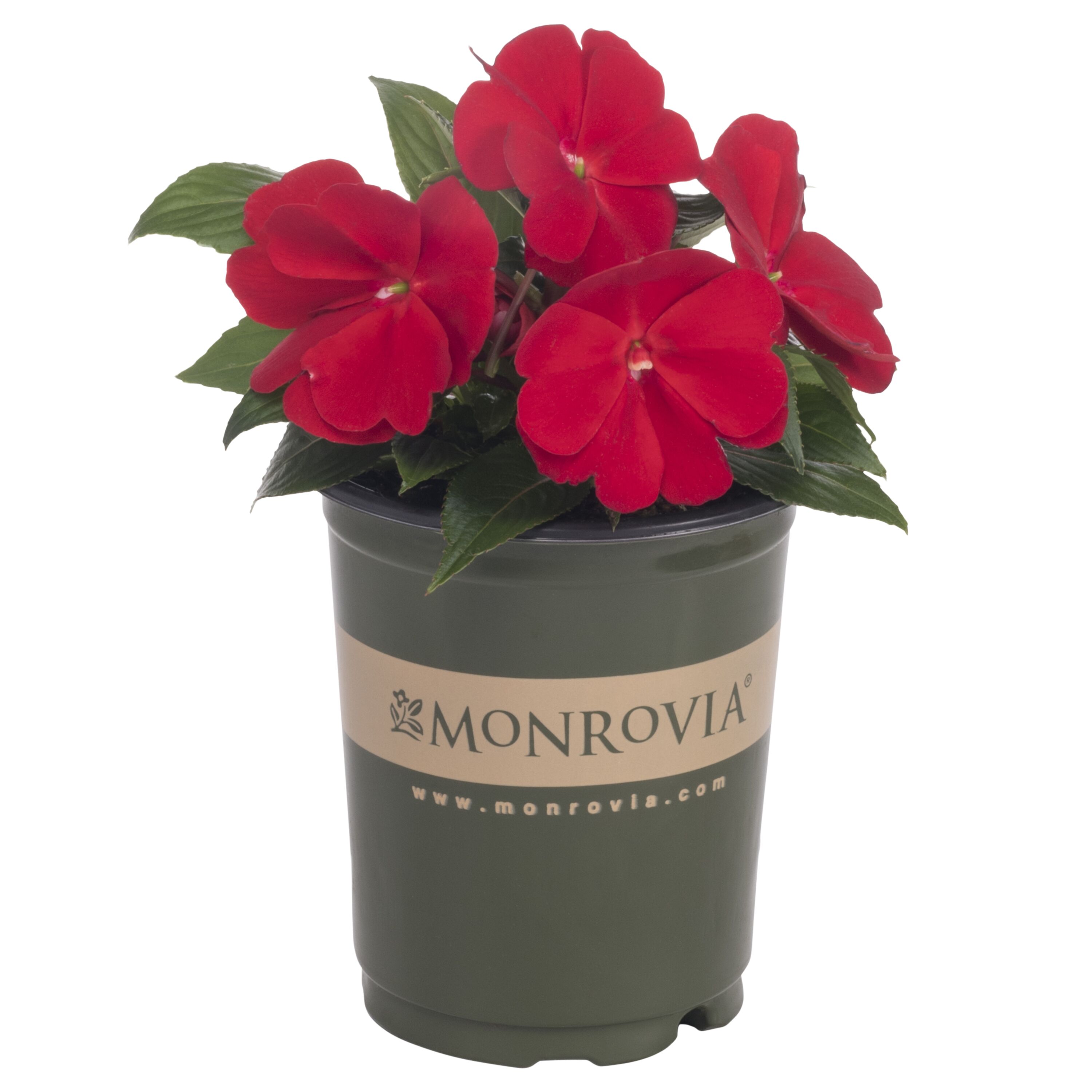 Monrovia 4827 annuals - View #5
