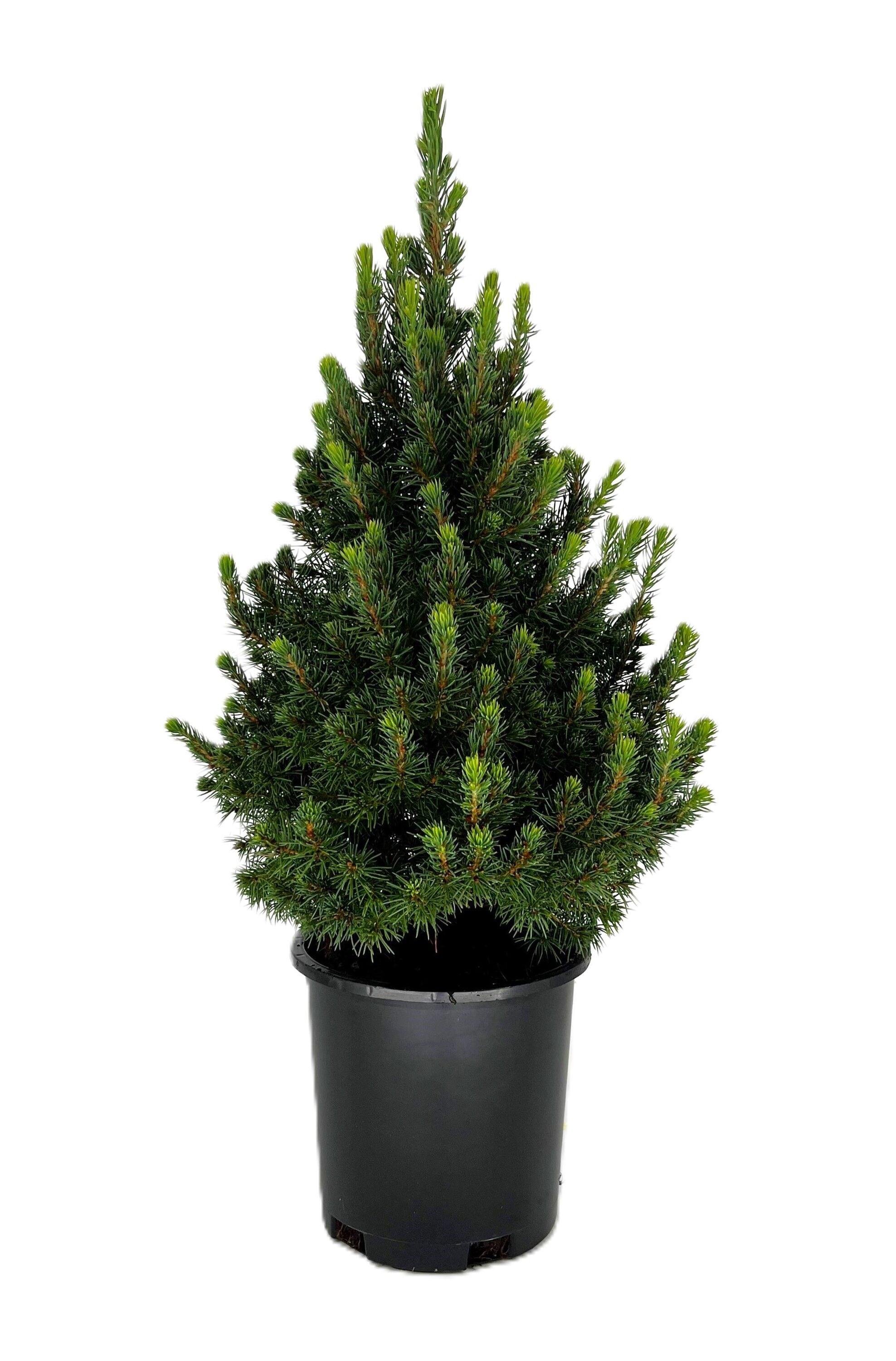 Foundation/Hedge Dwarf Alberta Spruce Shrubs at Lowes.com