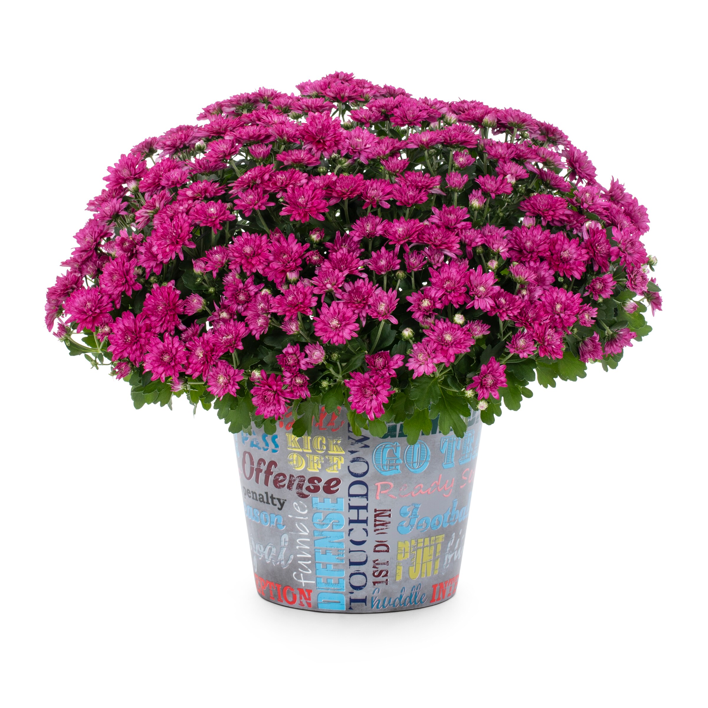 Lowe's NURSERY annuals - View #2