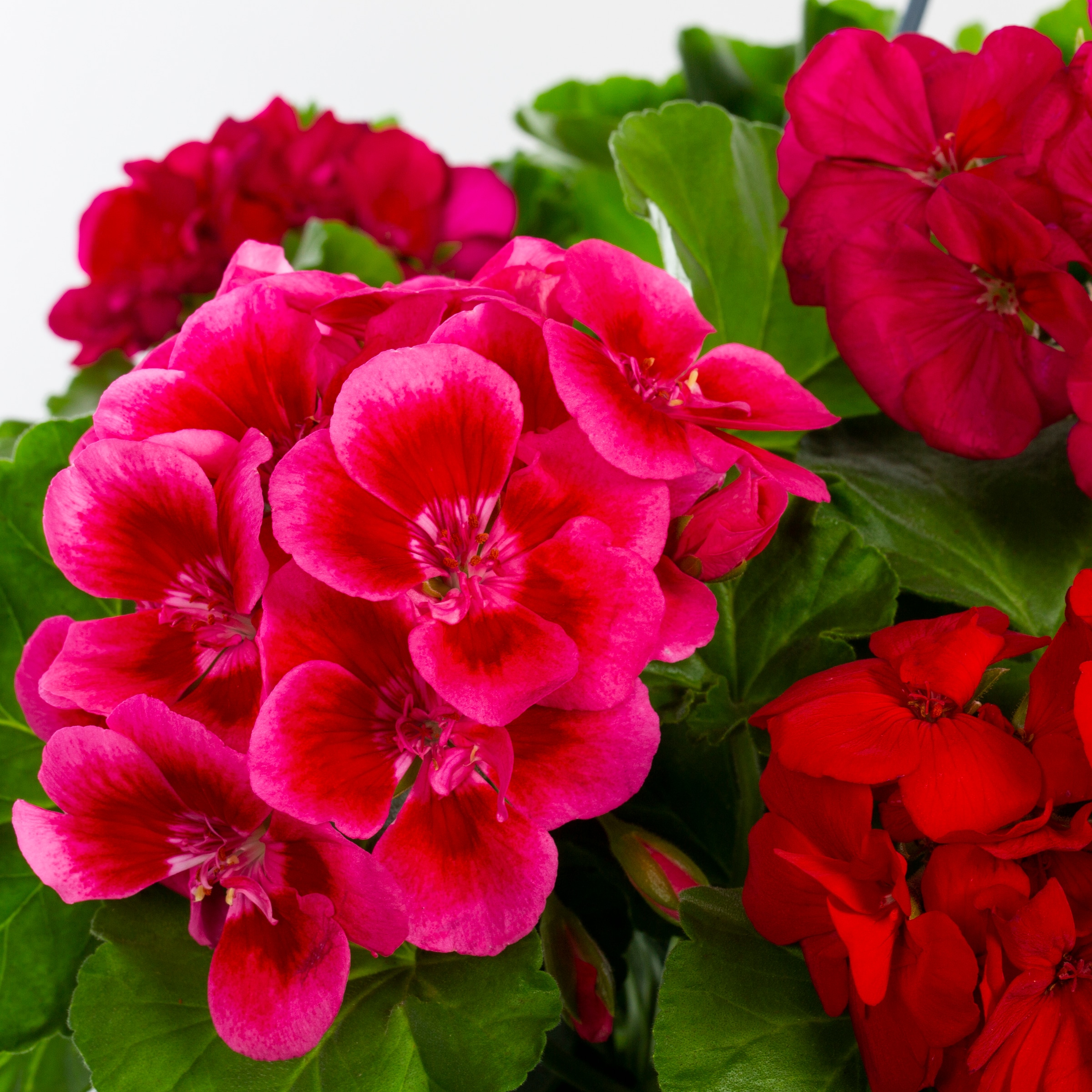 Lowe's 219151 annuals - View #8