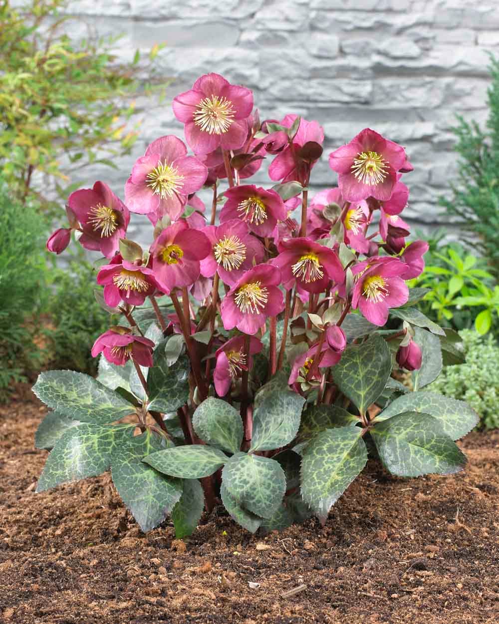  2374 perennials - View #3