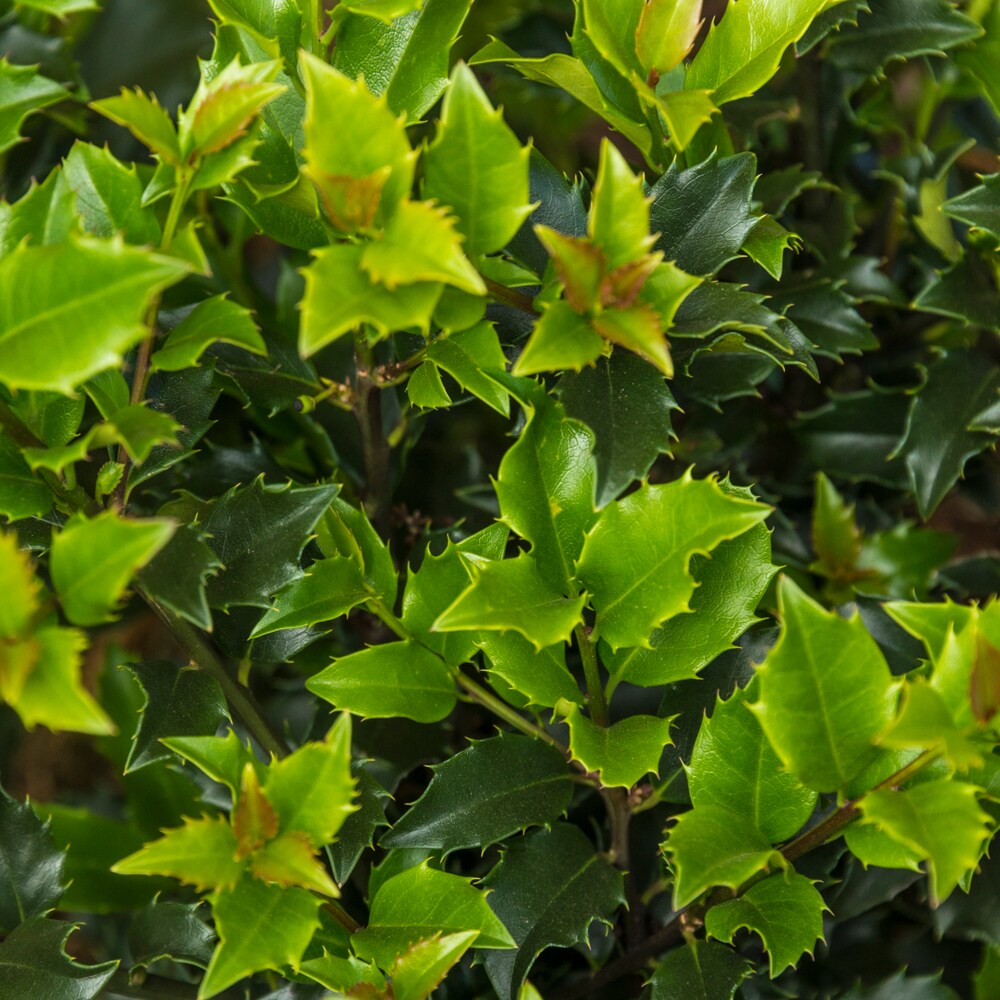 Spring Hill Nurseries Royal Duet Holly Foundation/Hedge Shrub in 1 Pack ...