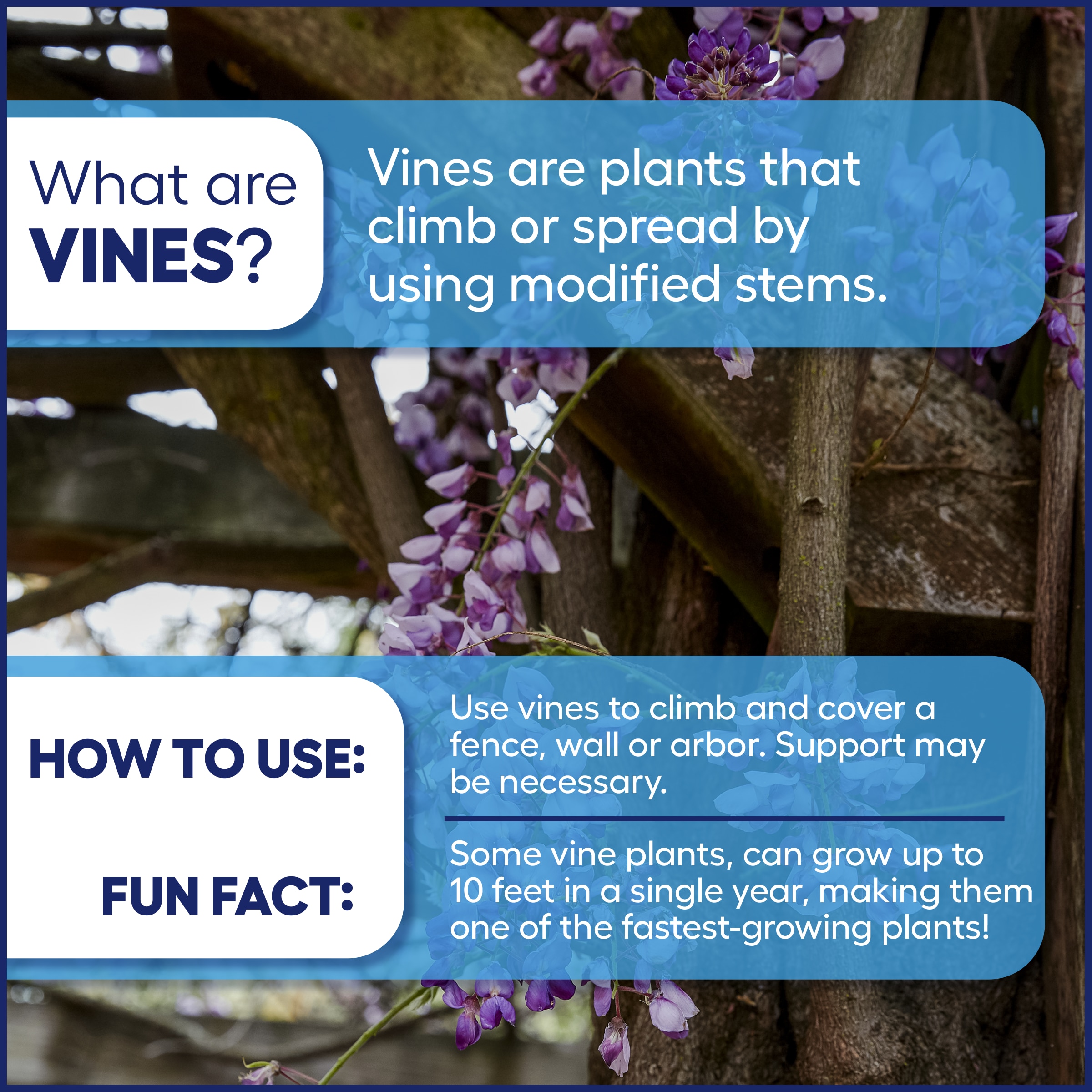  6009718 vines - View #3