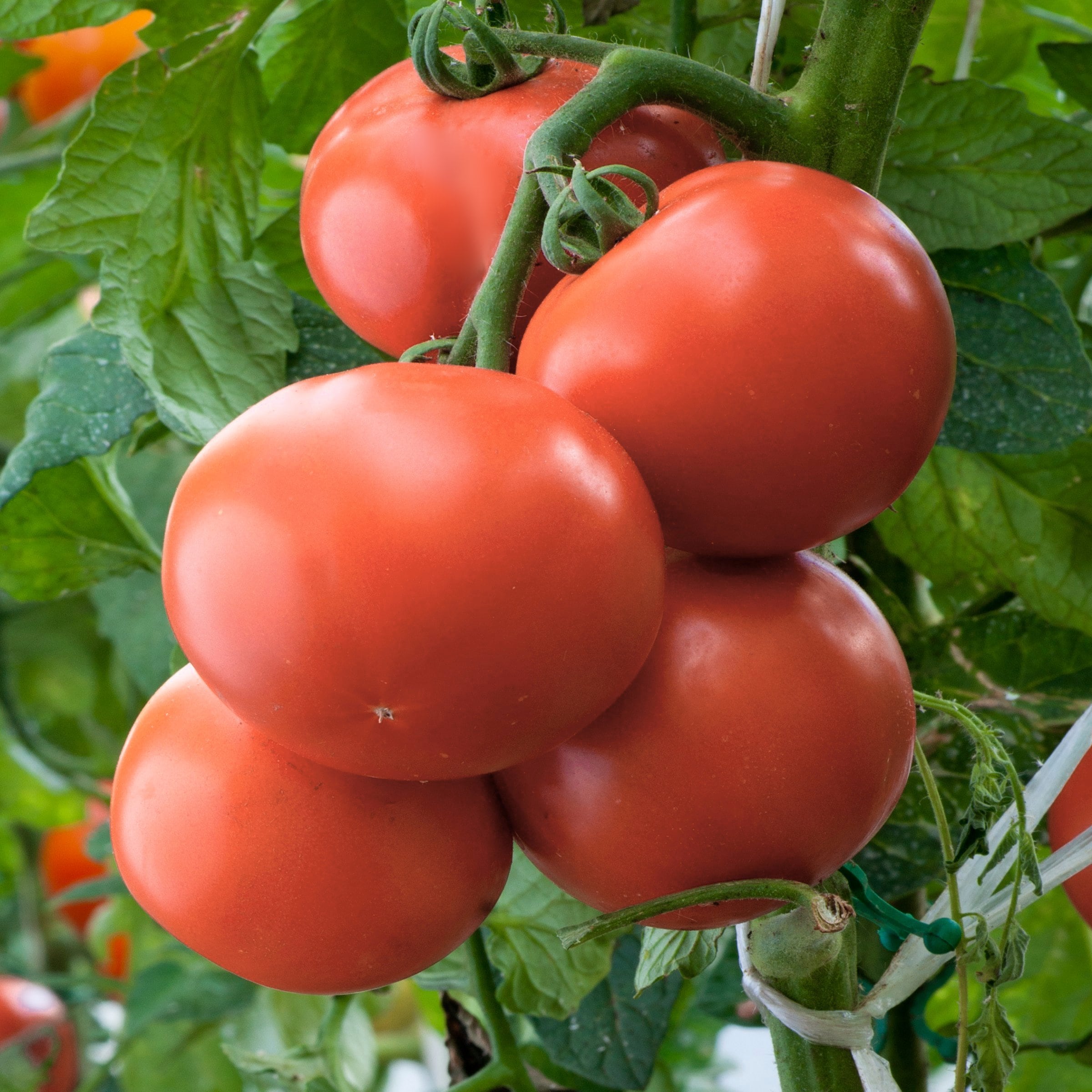 National Plant Network LW2249 Vegetable-Plants - View #8