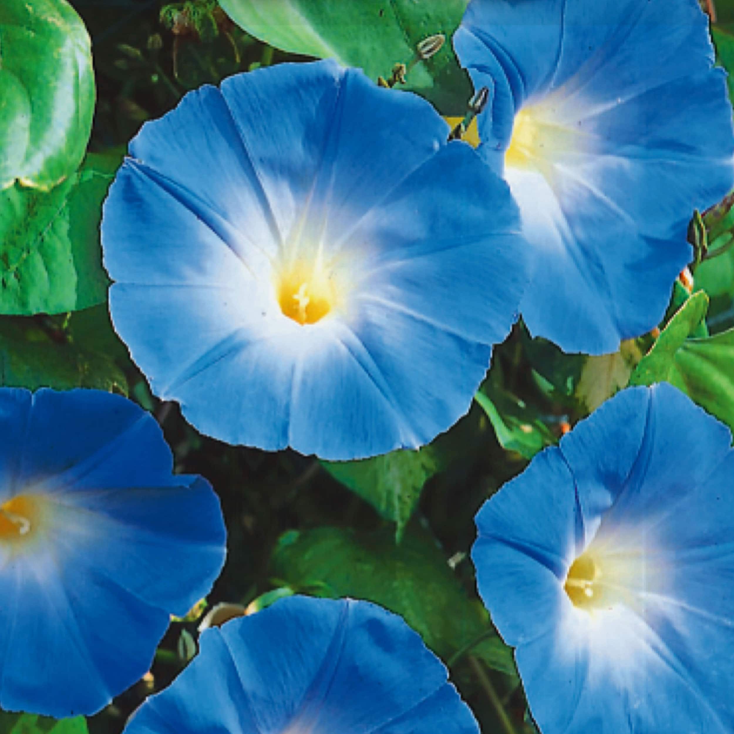 Ferry-Morse LC25.6083 seeds - View #3