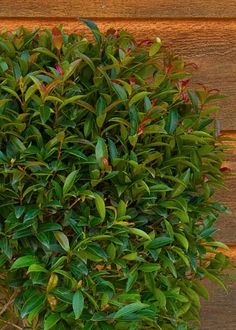 Monrovia 033425 Monterey Bay Brush Cherry Screening Shrub in 3.58 -Gallon Pot 1 -Pack with White Blooms